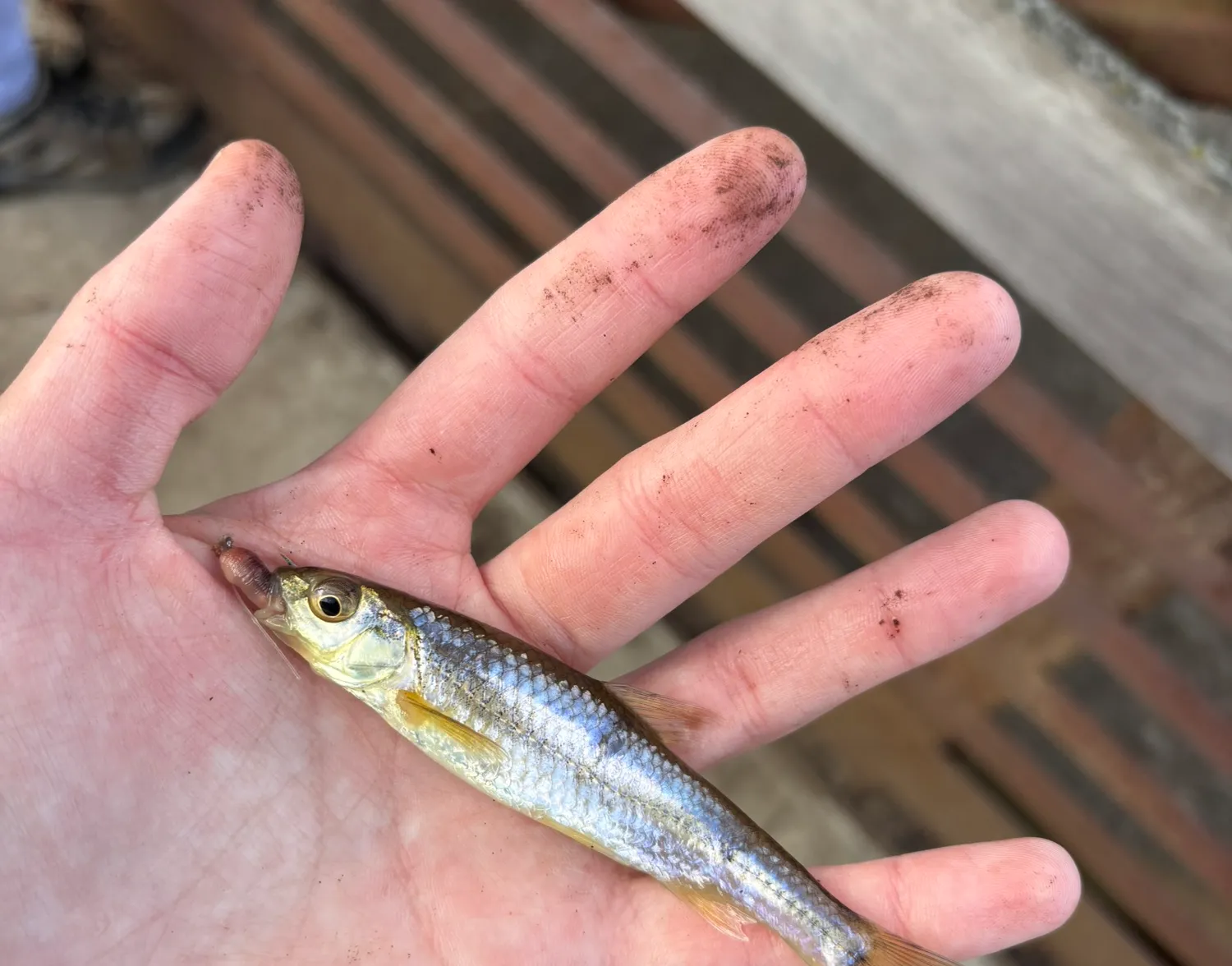 Spottail shiner