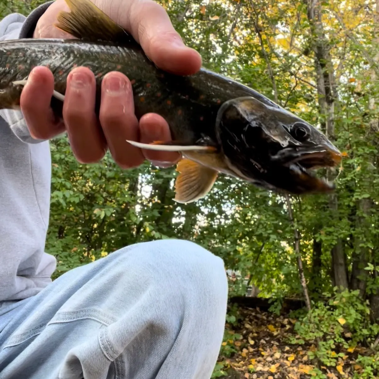 The most recent Dolly varden catches on Fishbrain