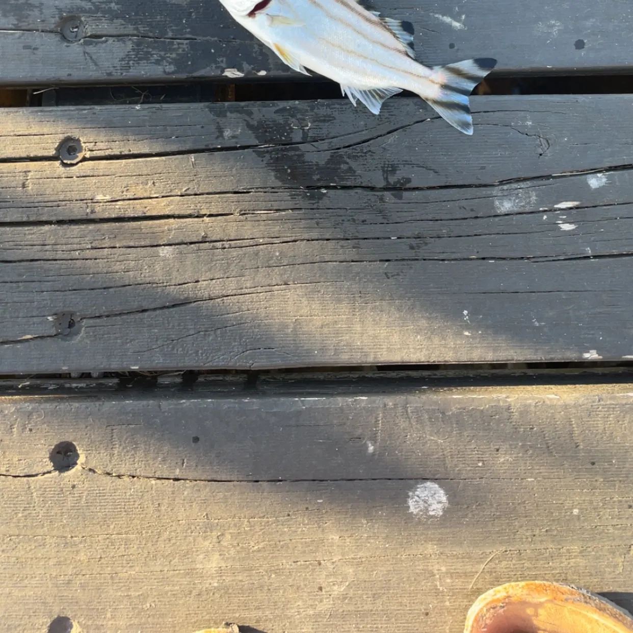 The most recent Eastern striped grunter catches on Fishbrain