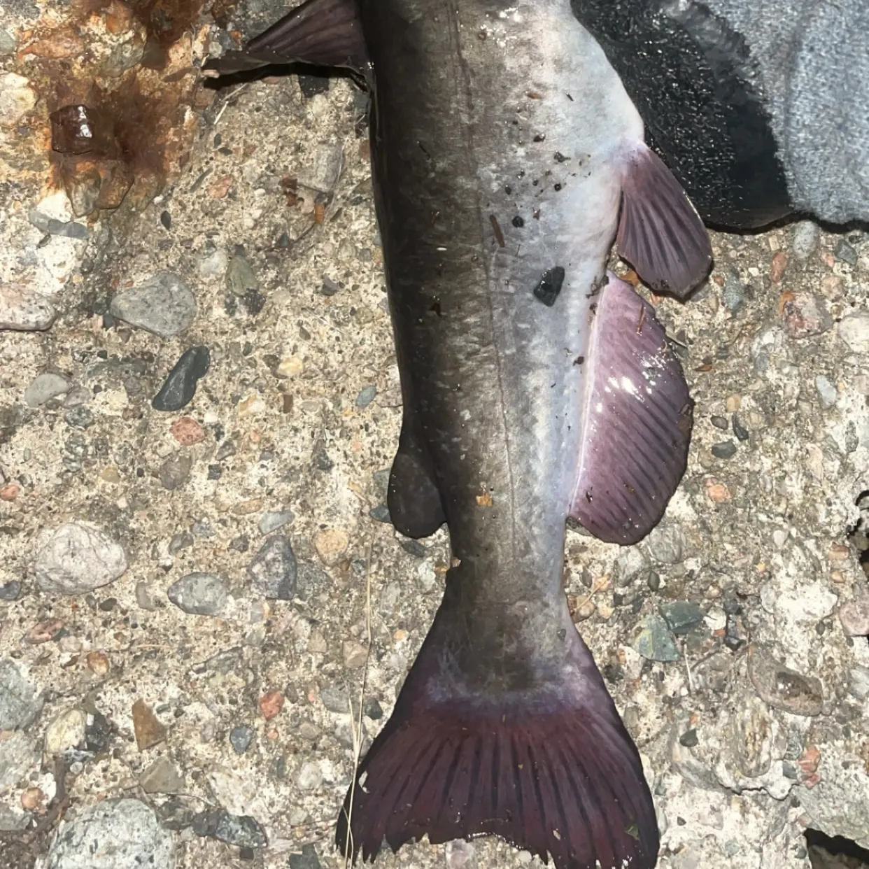 White bullhead caught on Fishbrain