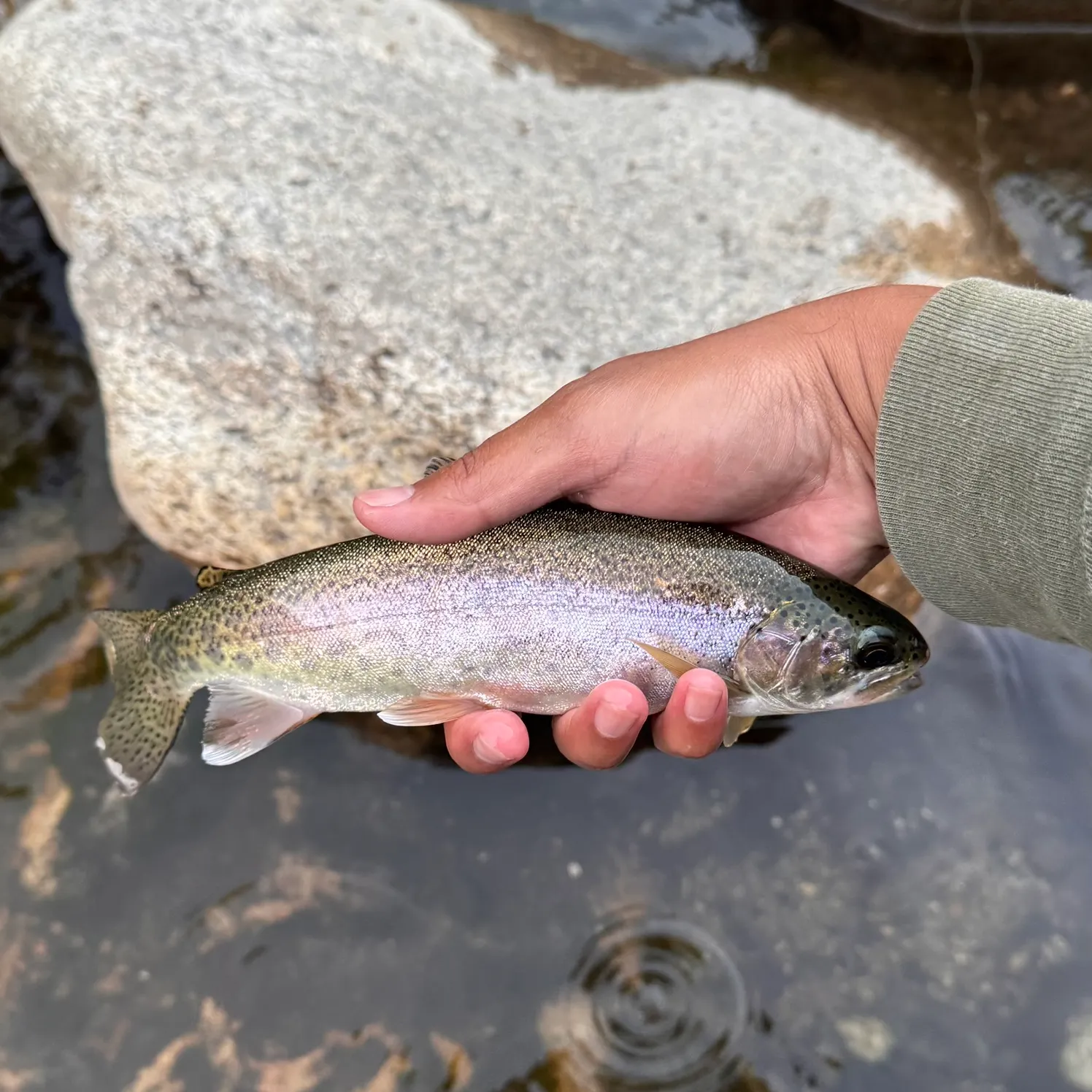 The most recent Kern River Rainbow Trout catches on Fishbrain