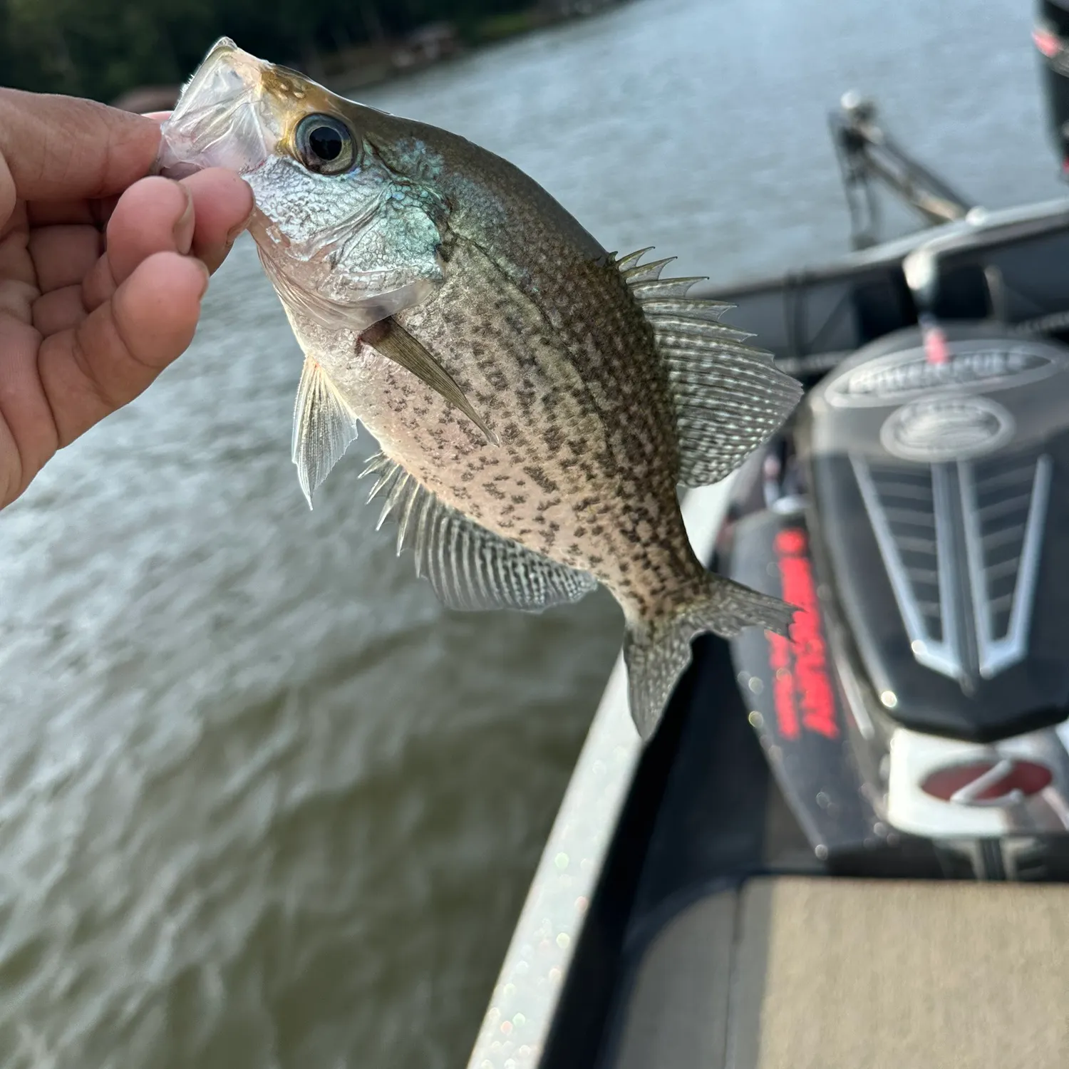 Black crappie caught on Fishbrain
