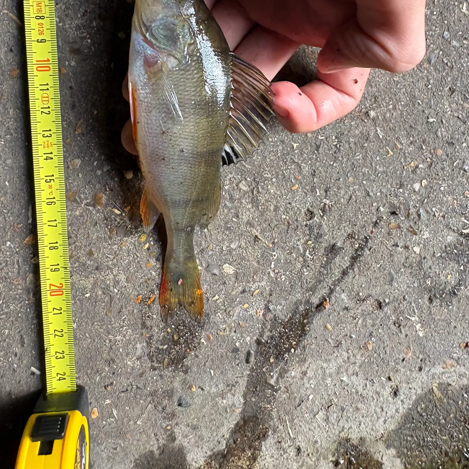 European perch caught on Fishbrain
