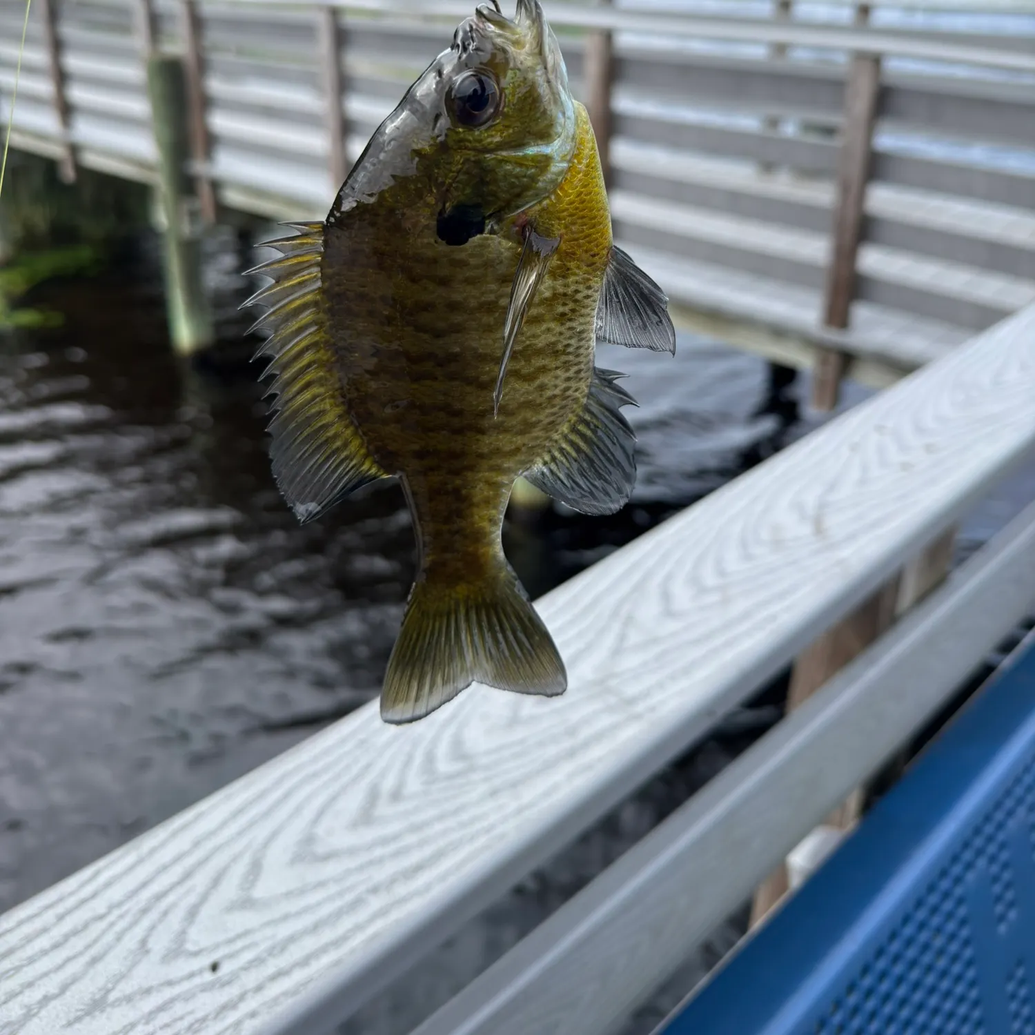 Bluegill caught on Fishbrain