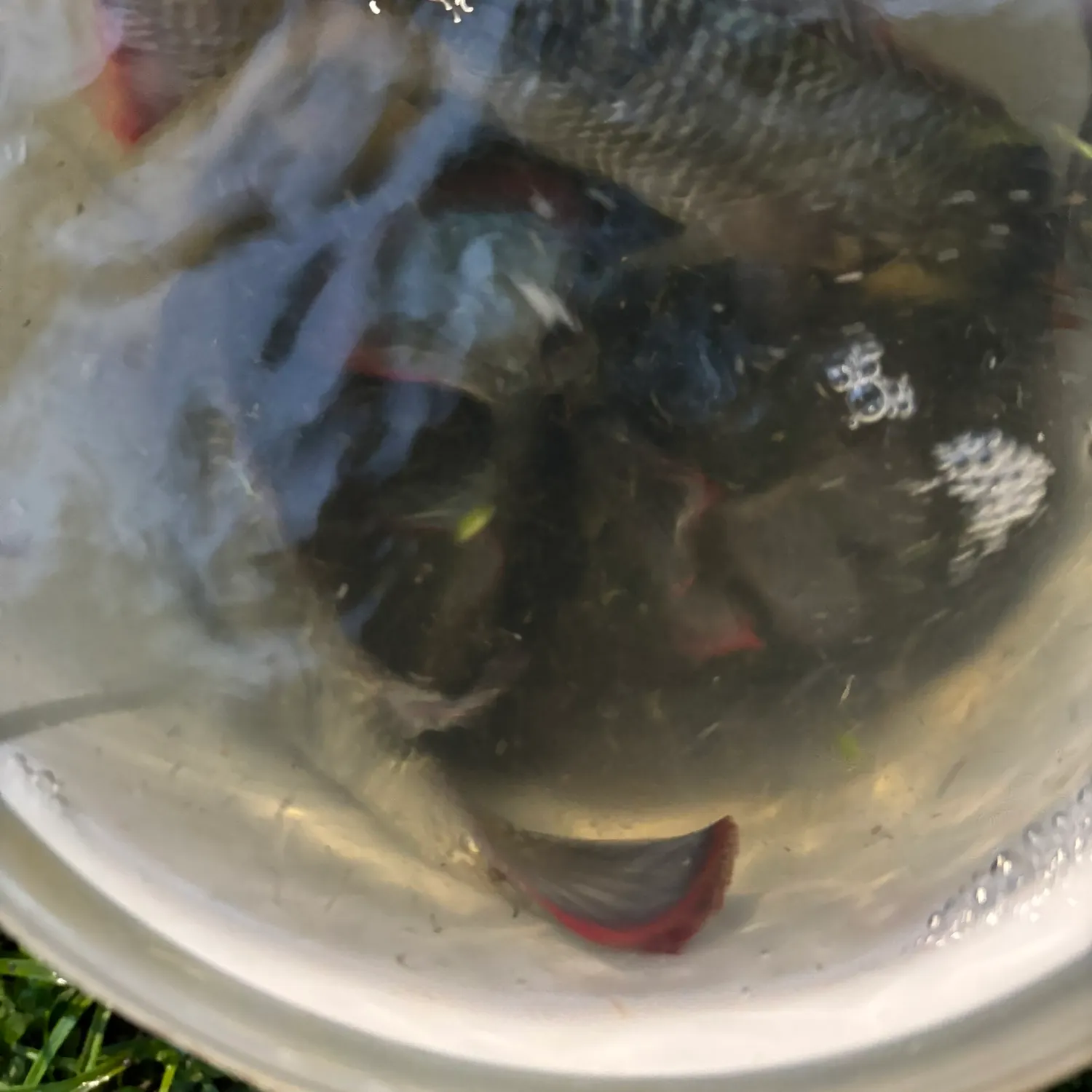 The most recent Mozambique tilapia catches on Fishbrain