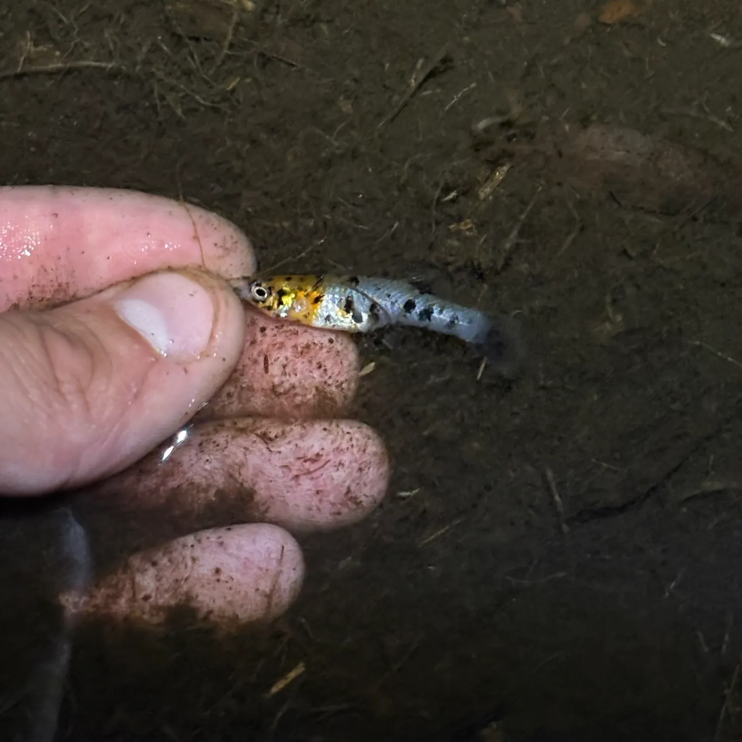 Guppy caught on Fishbrain