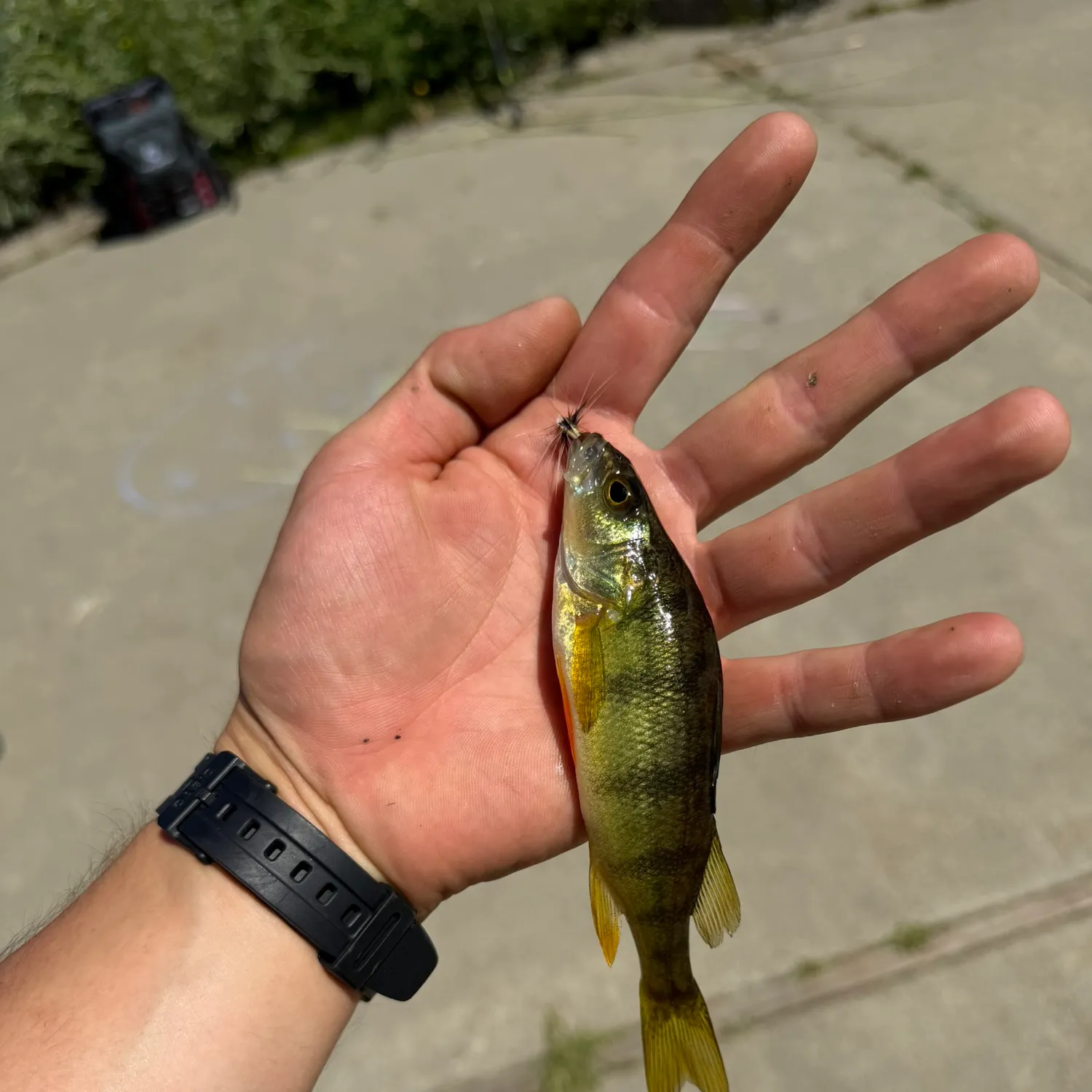 catch