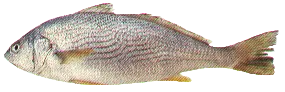 Yellowfin croaker