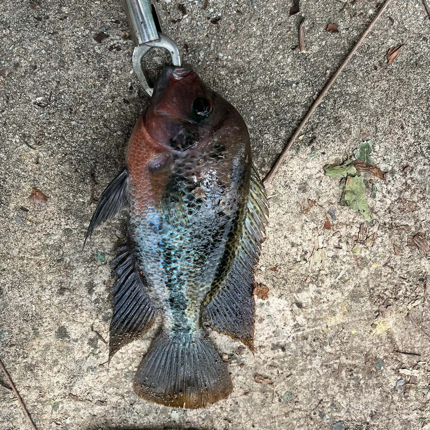 The most recent Redbelly tilapia catches on Fishbrain