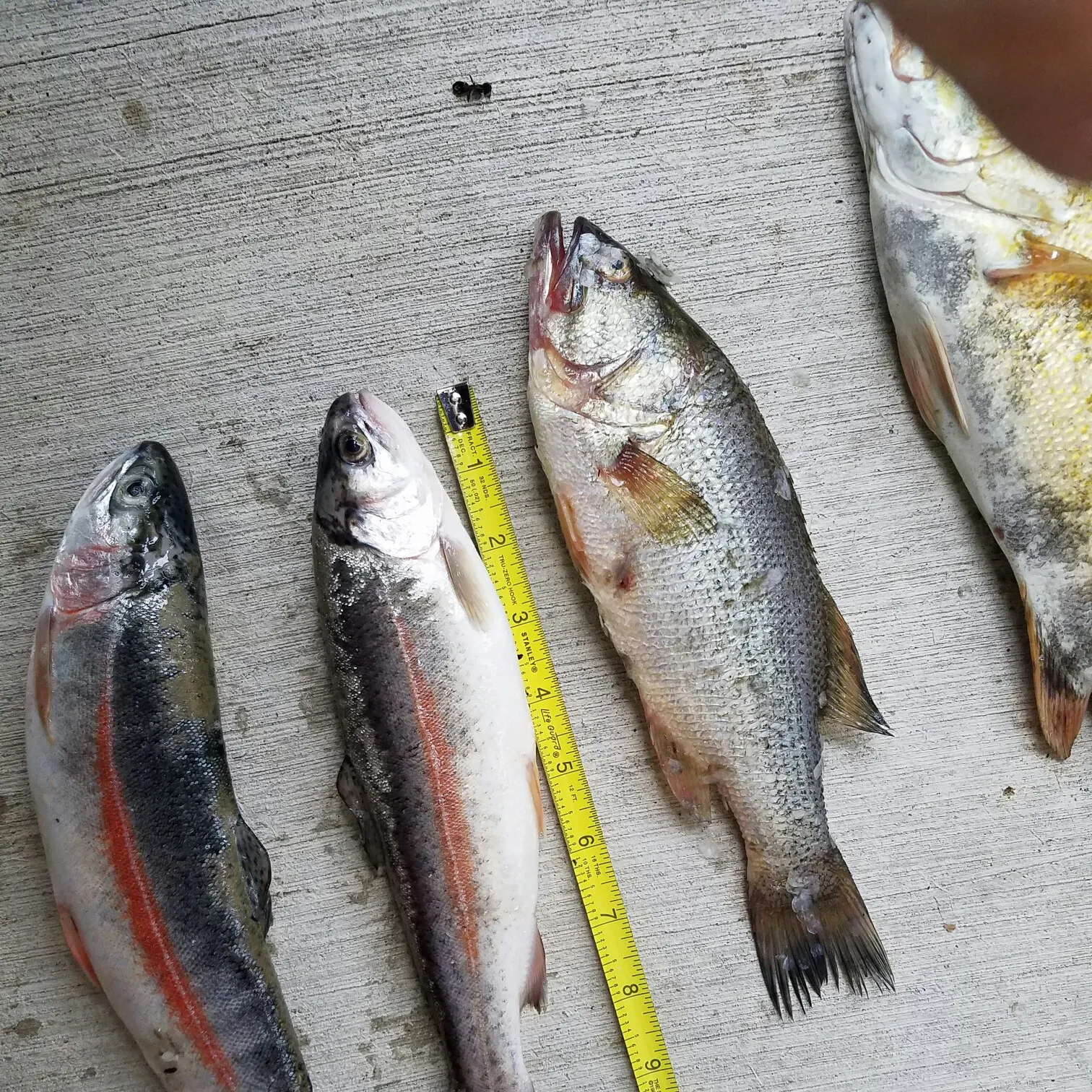 recently logged catches