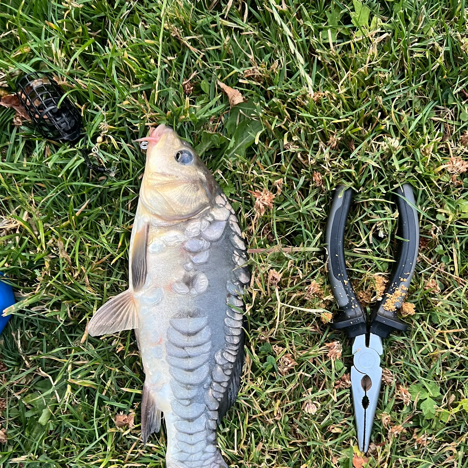 Fish caught on Fishbrain