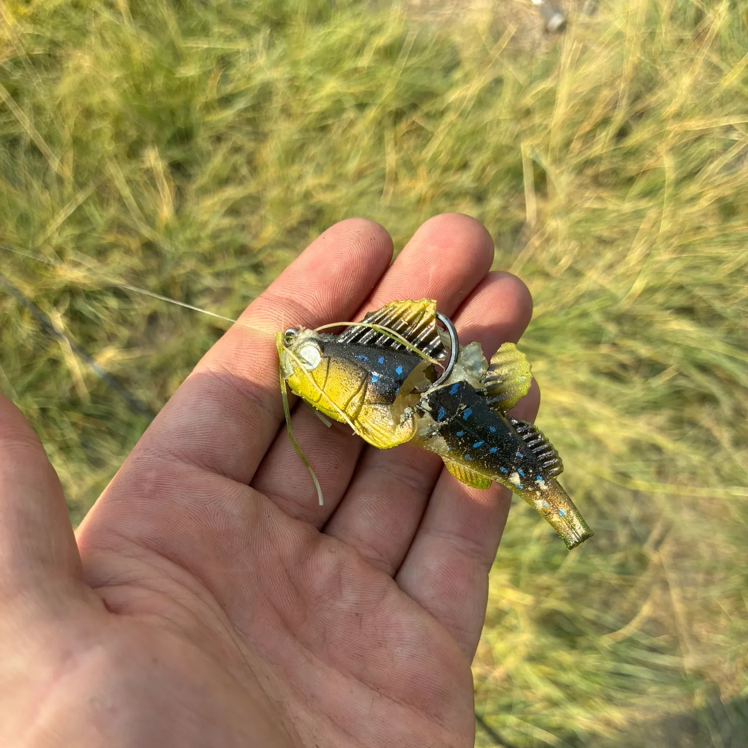 The most recent Okefenokee pygmy sunfish catches on Fishbrain