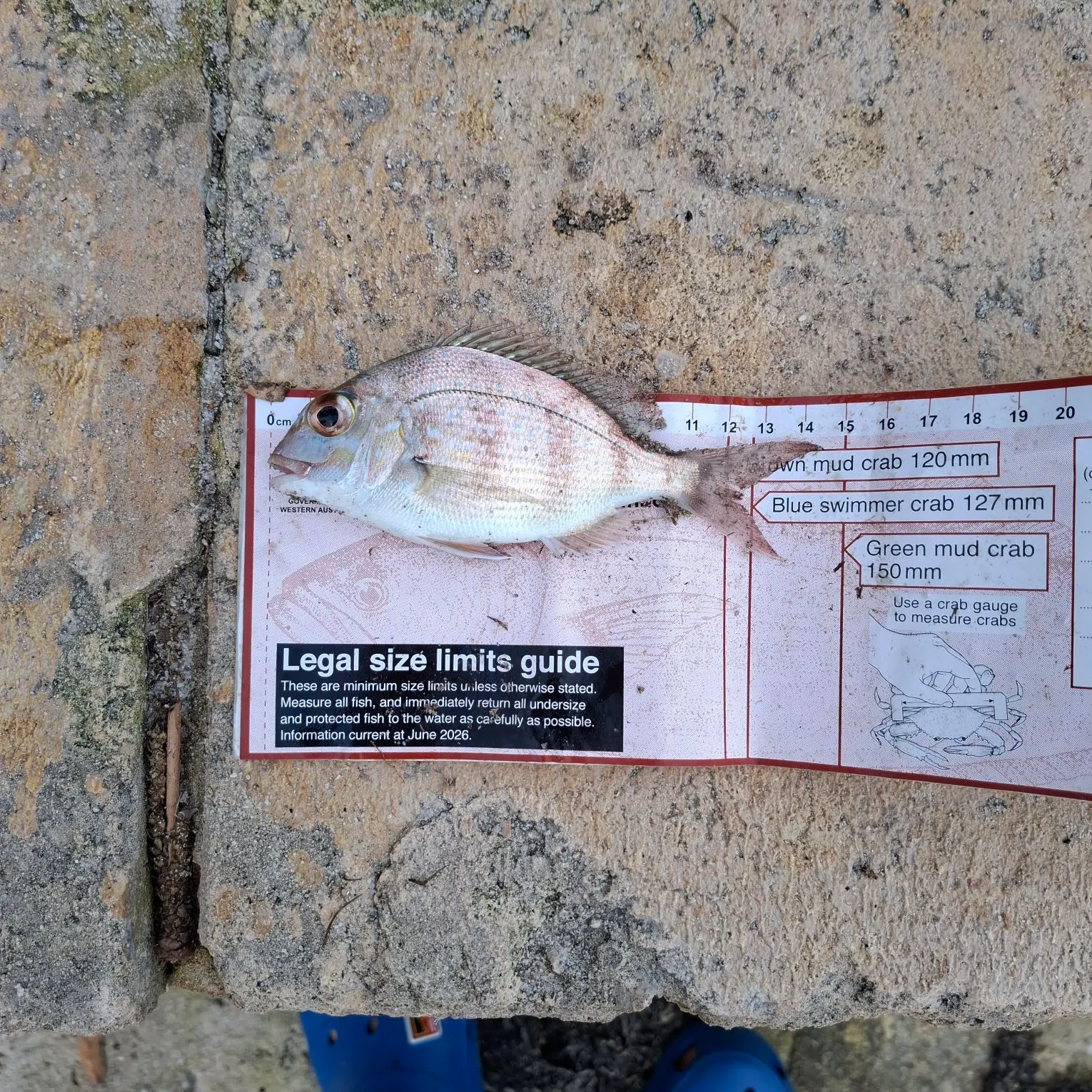 Australasian snapper caught on Fishbrain