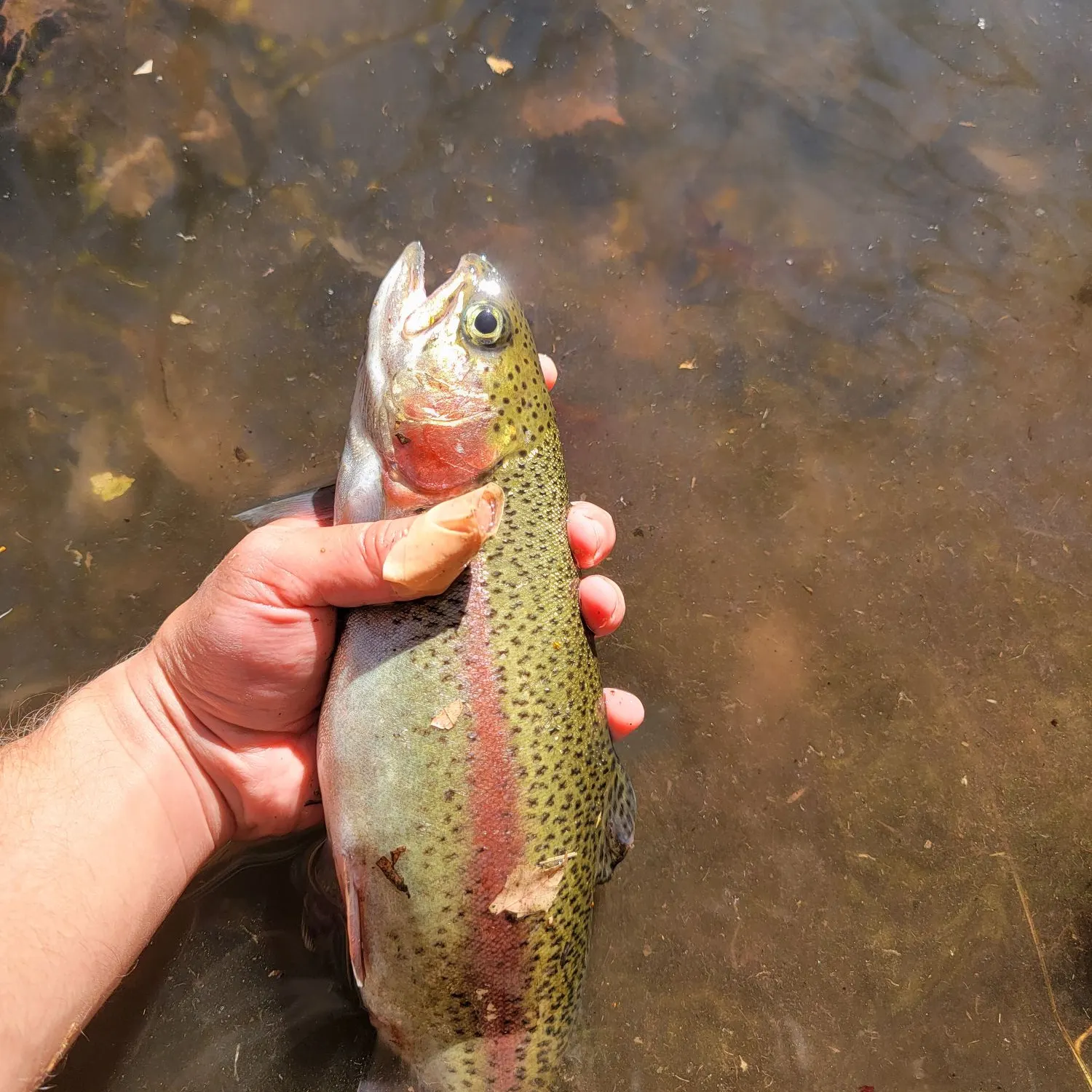 Rainbow trout caught on Fishbrain