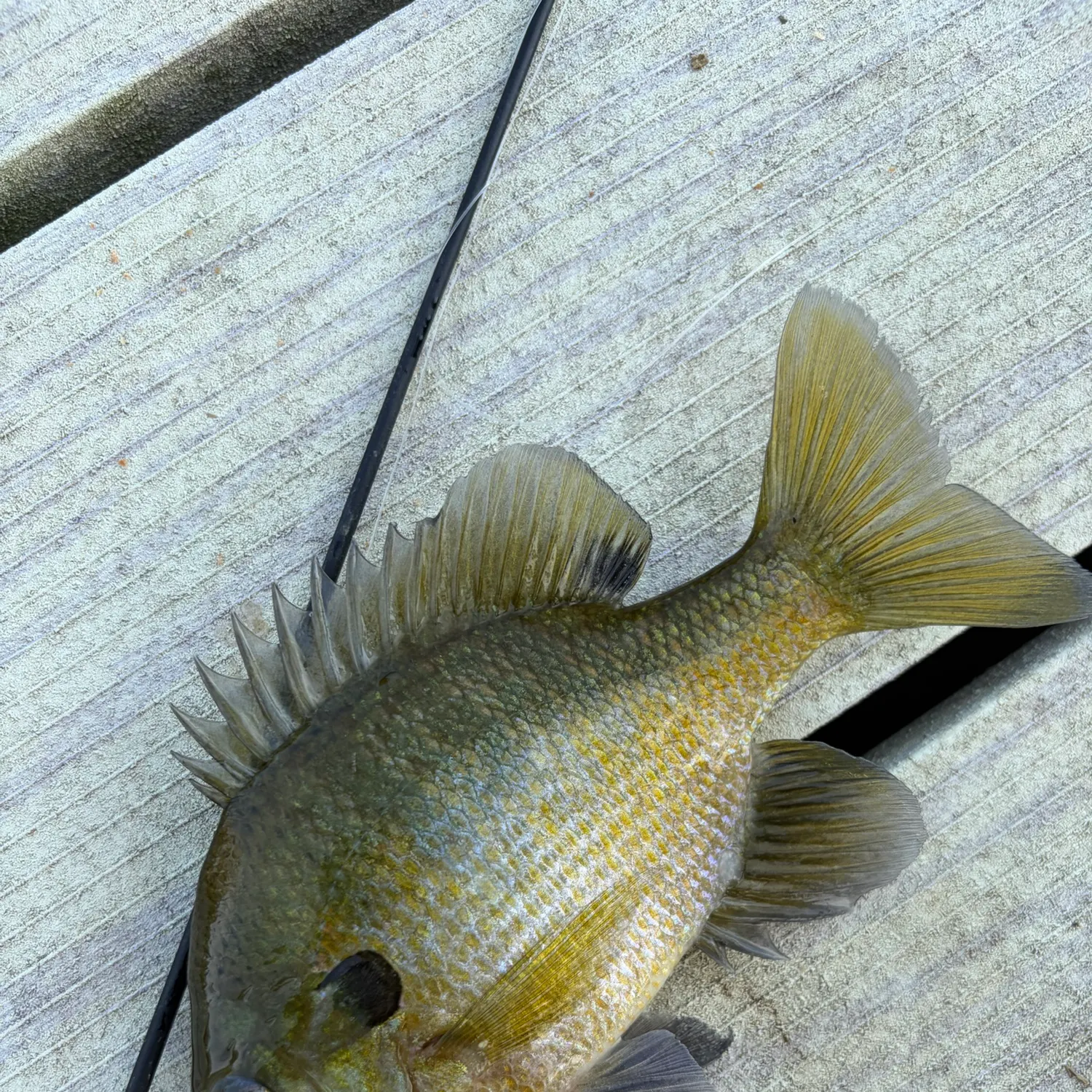 Bluegill caught on Fishbrain