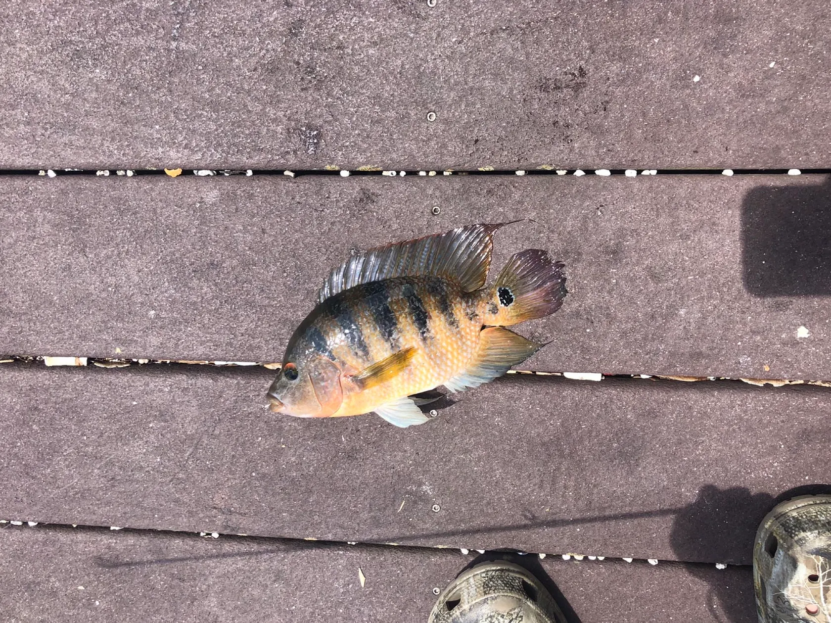 Post image from DBjones