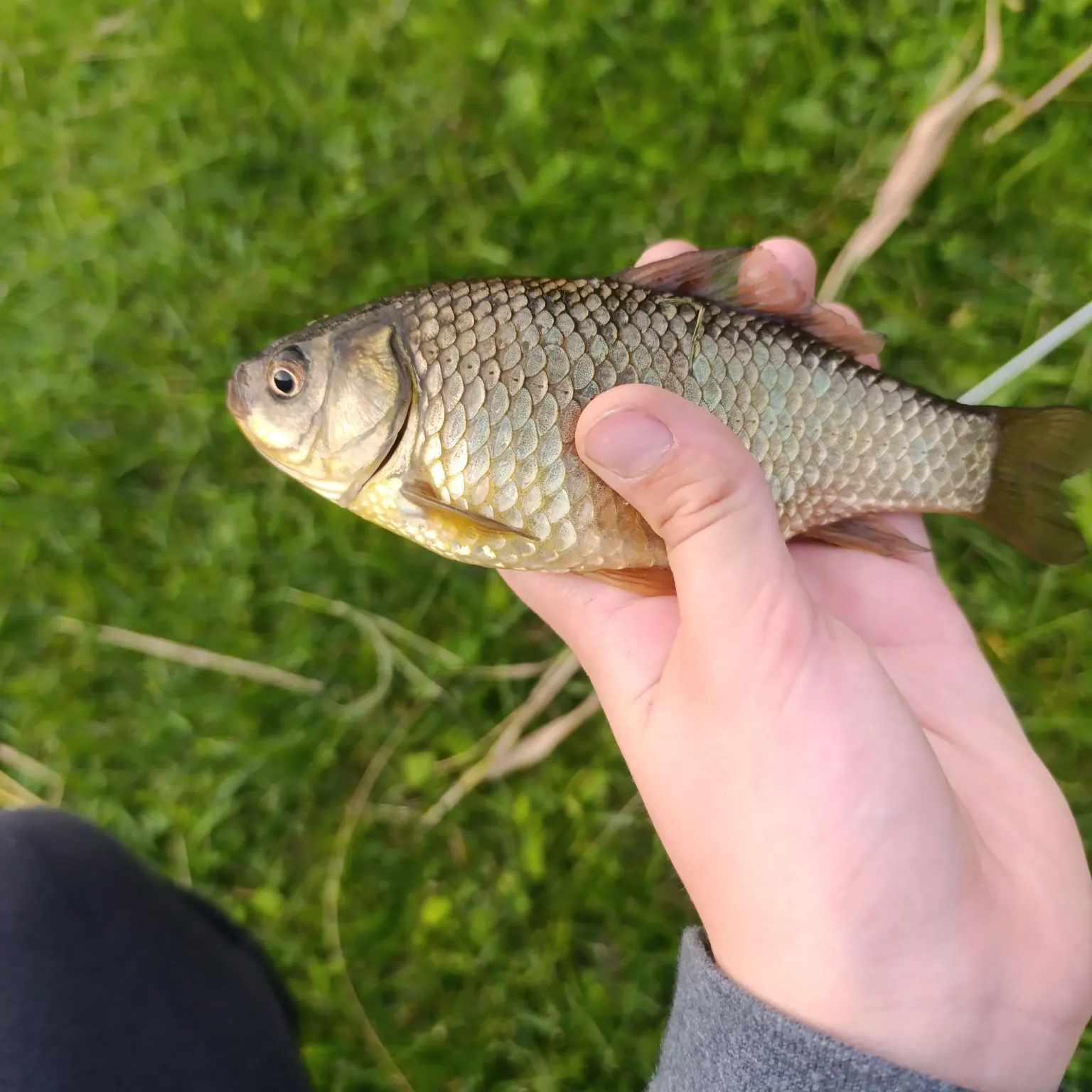 European chub caught on Fishbrain