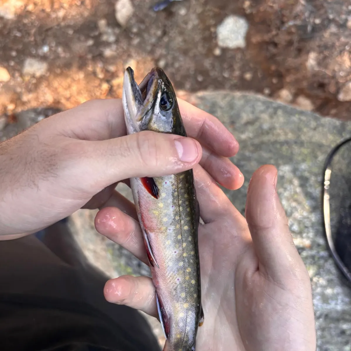 Brook trout caught on Fishbrain