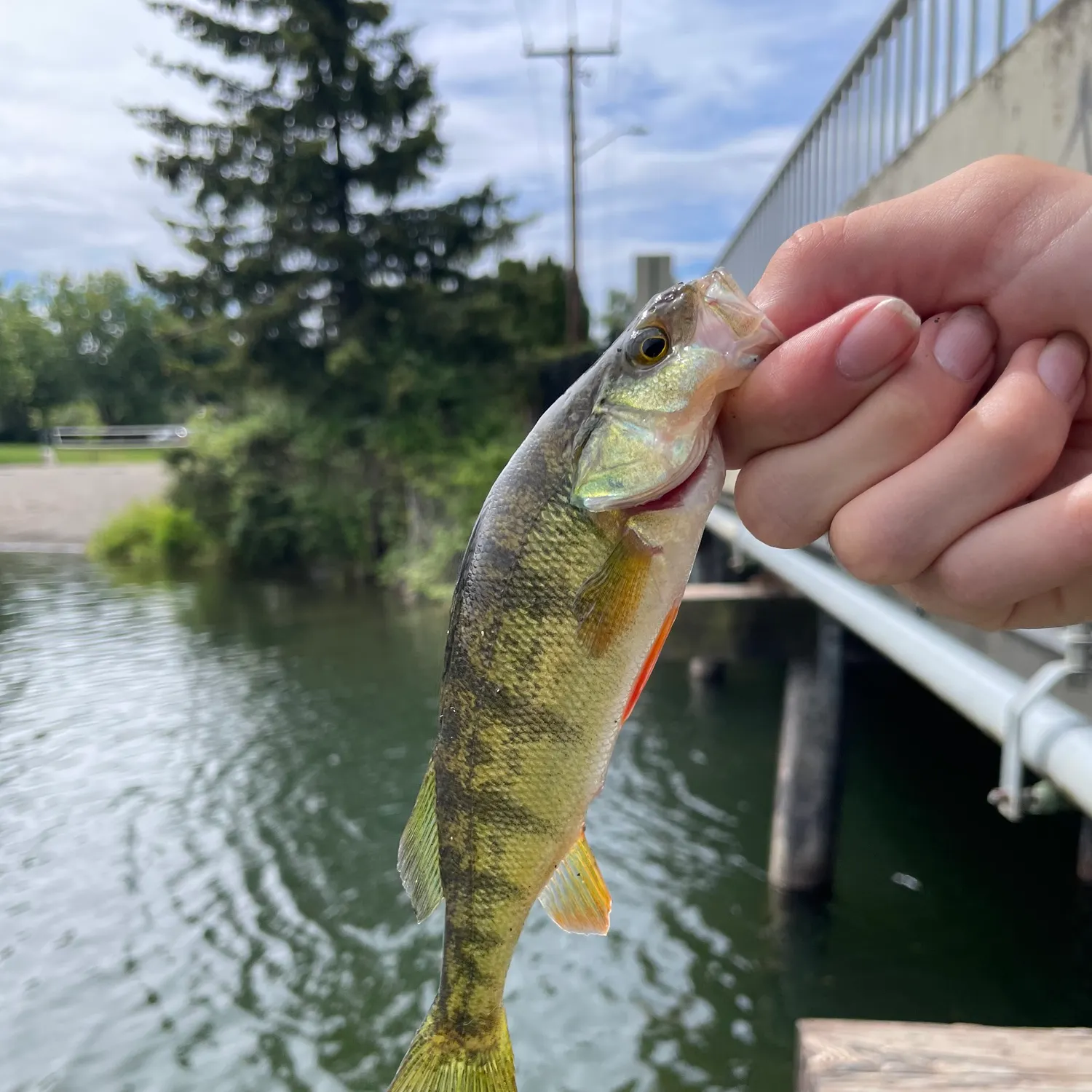 catch