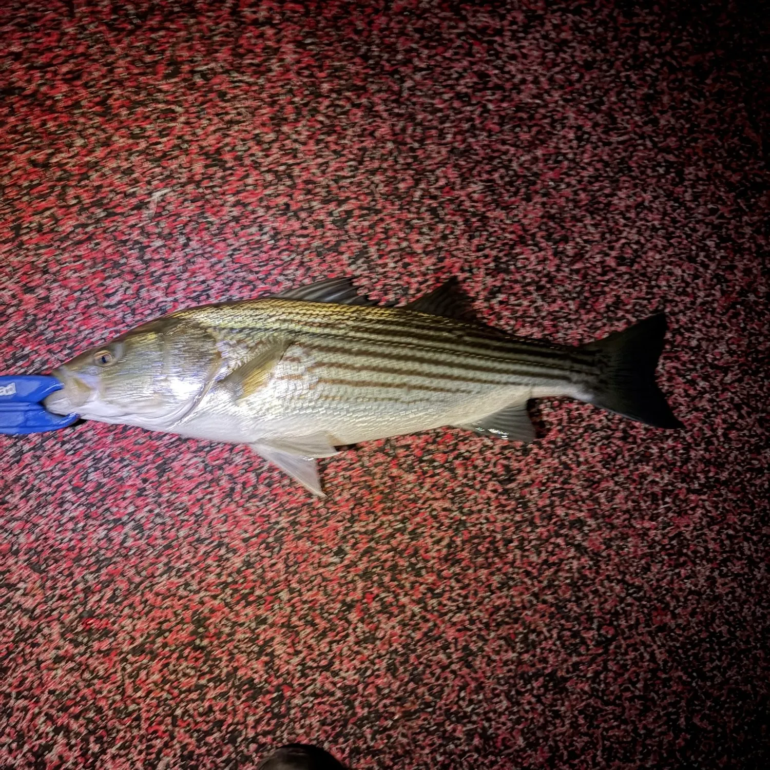 Striped bass caught on Fishbrain
