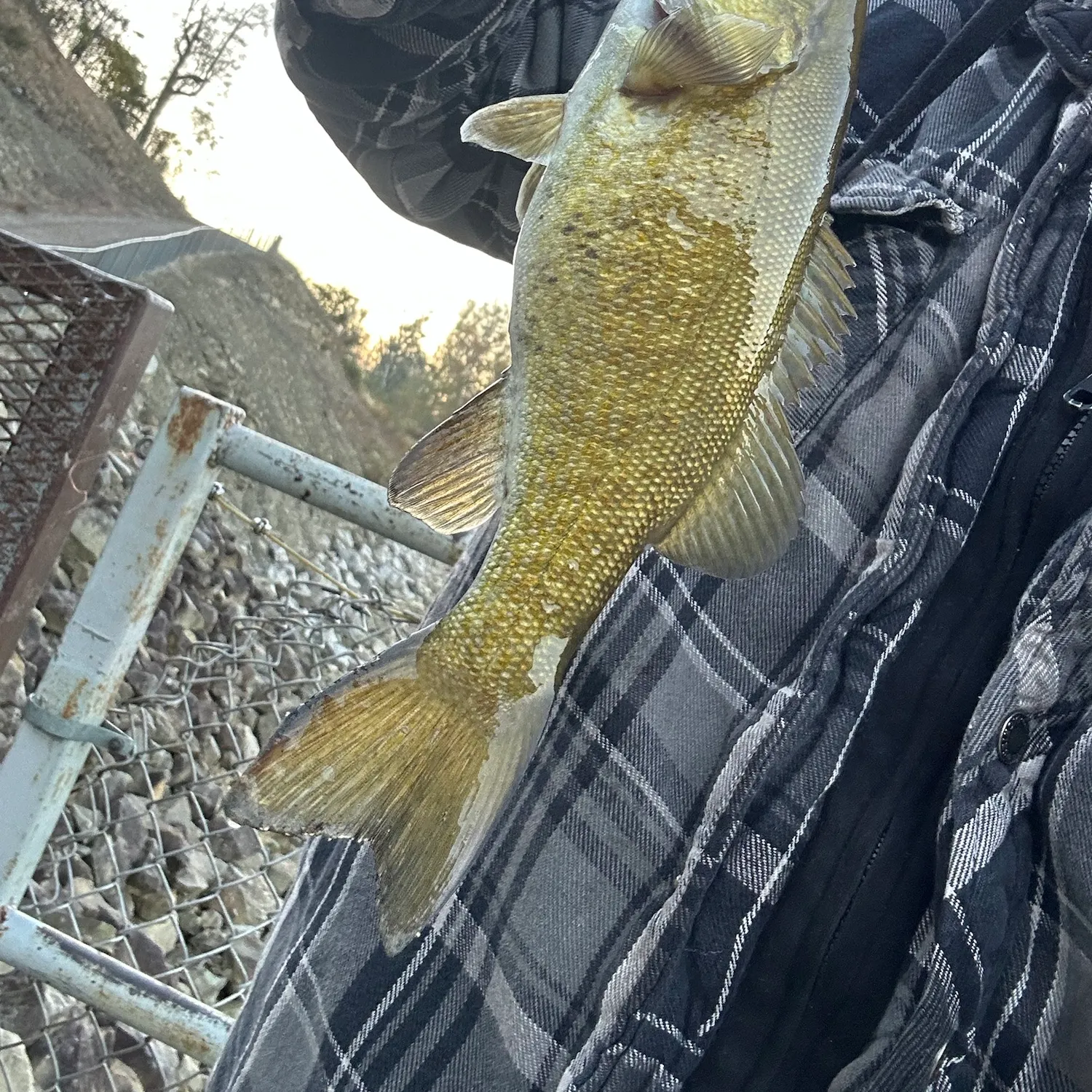 Smallmouth bass caught on Fishbrain