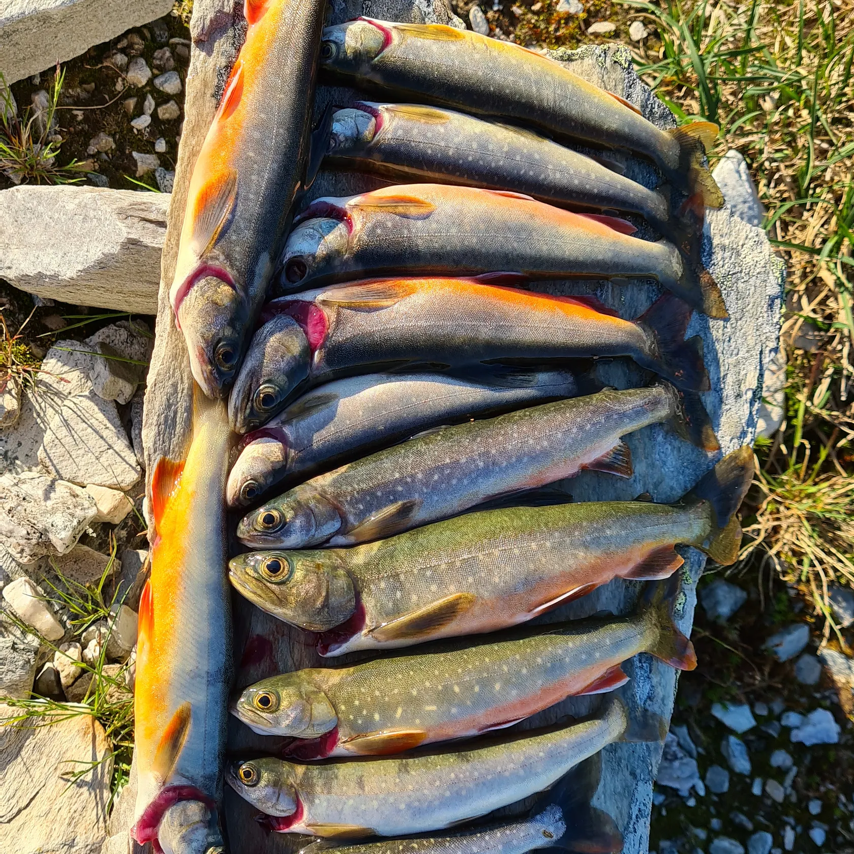 recently logged catches