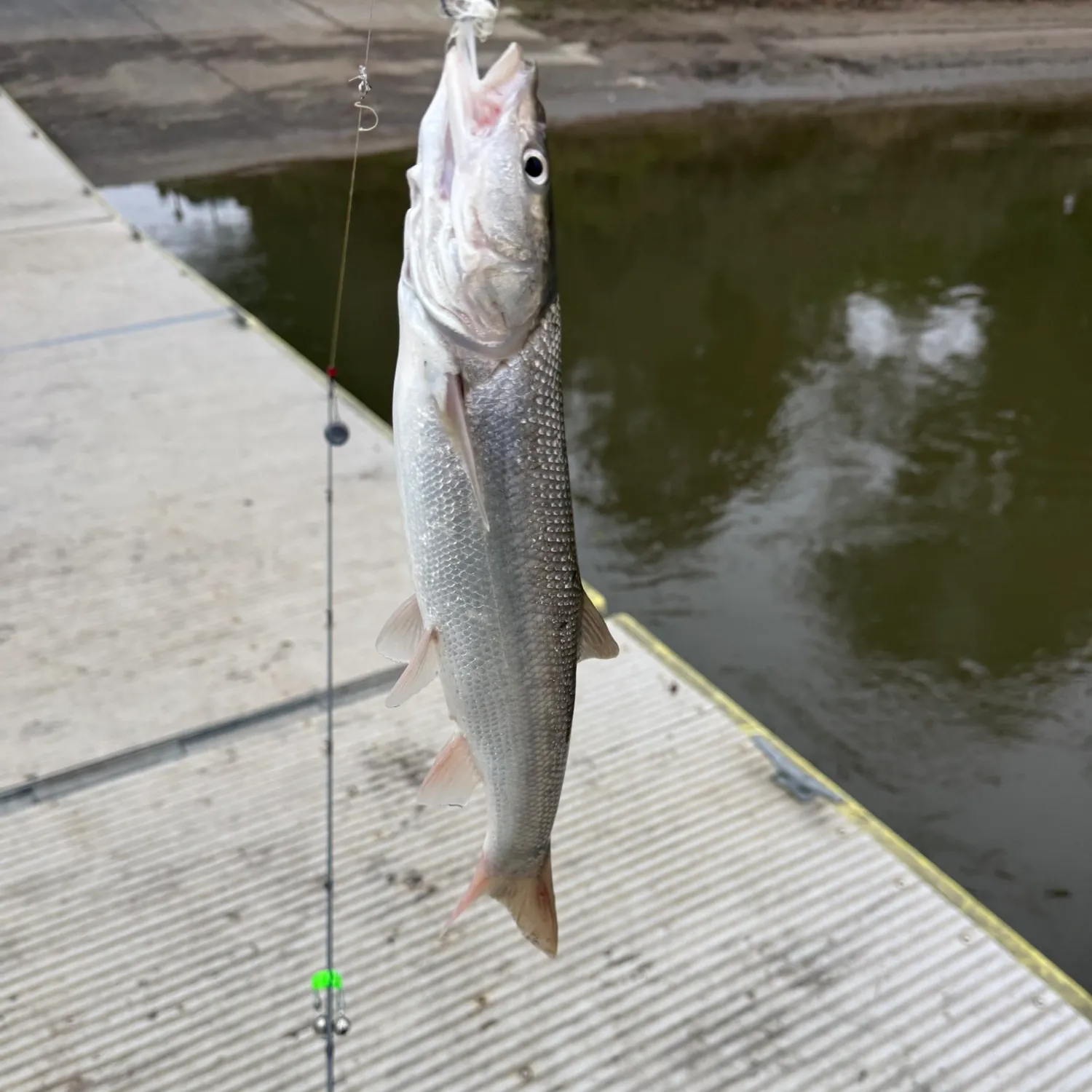 The most recent Colorado pikeminnow catches on Fishbrain