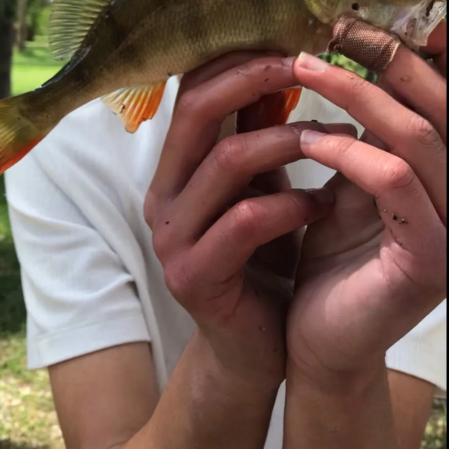 The most recent European perch catches on Fishbrain