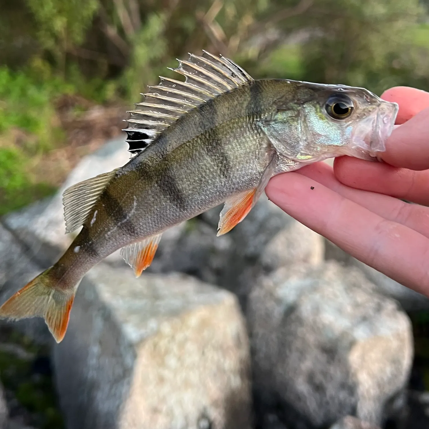 European perch caught on Fishbrain