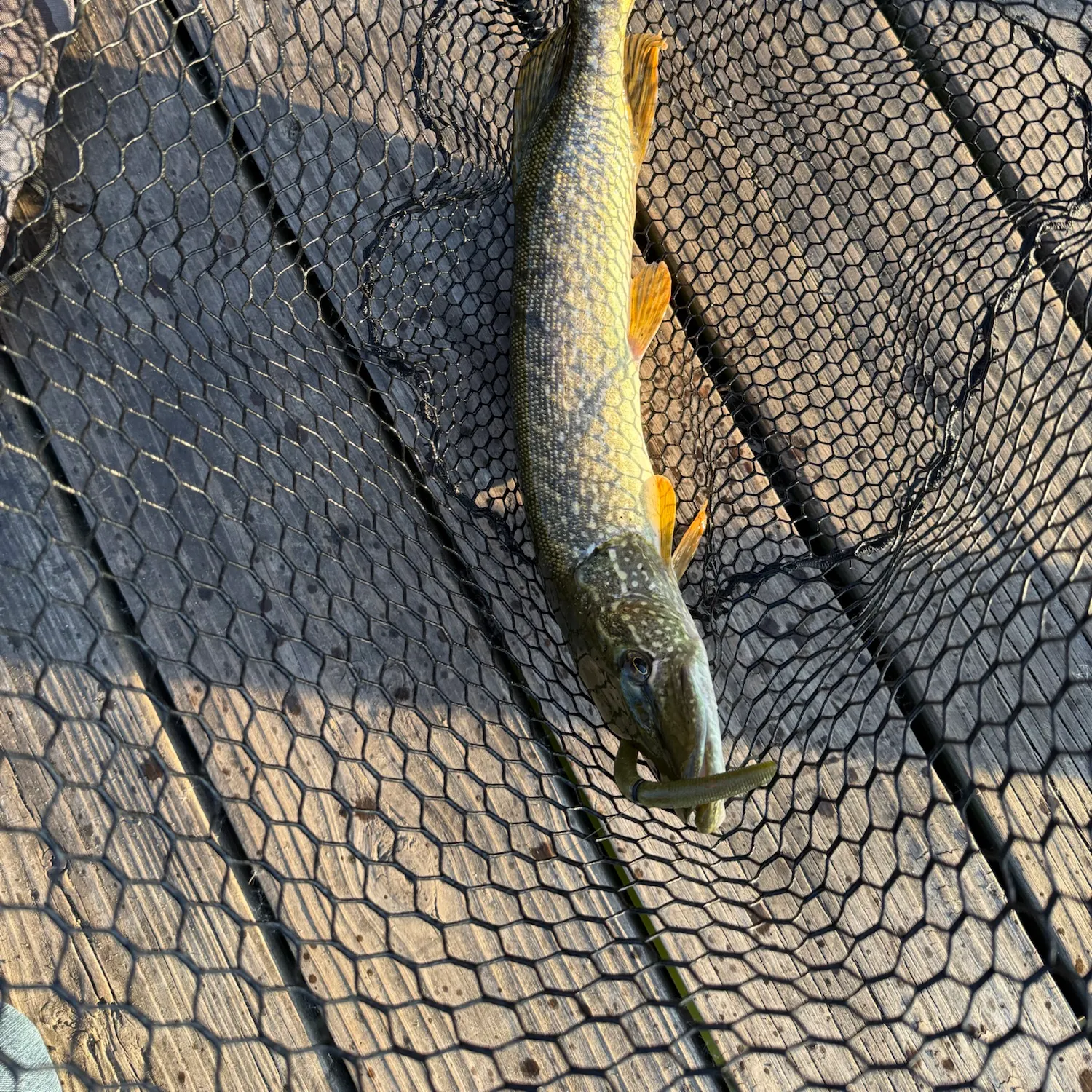 Northern pike caught on Fishbrain