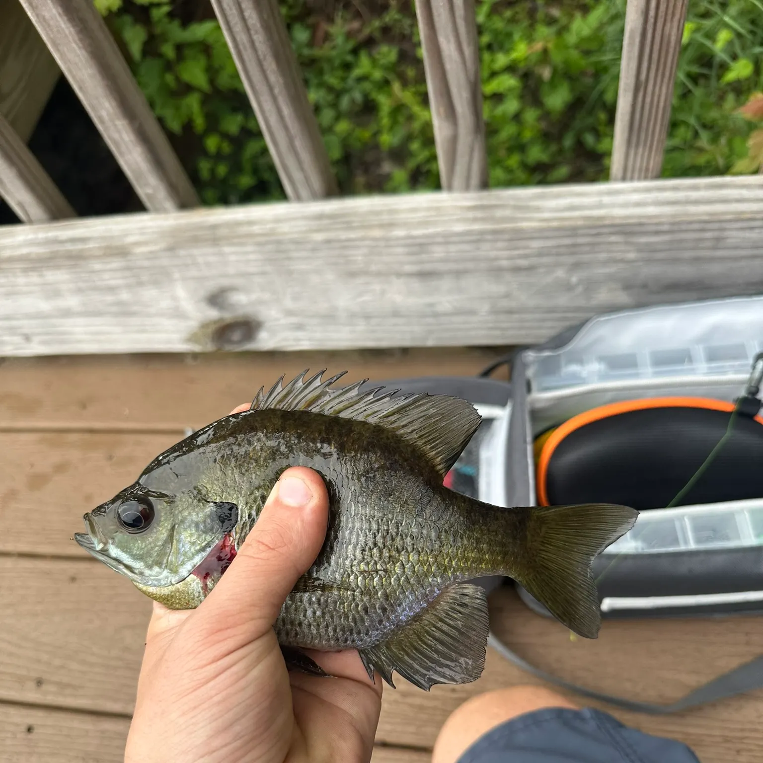 catch