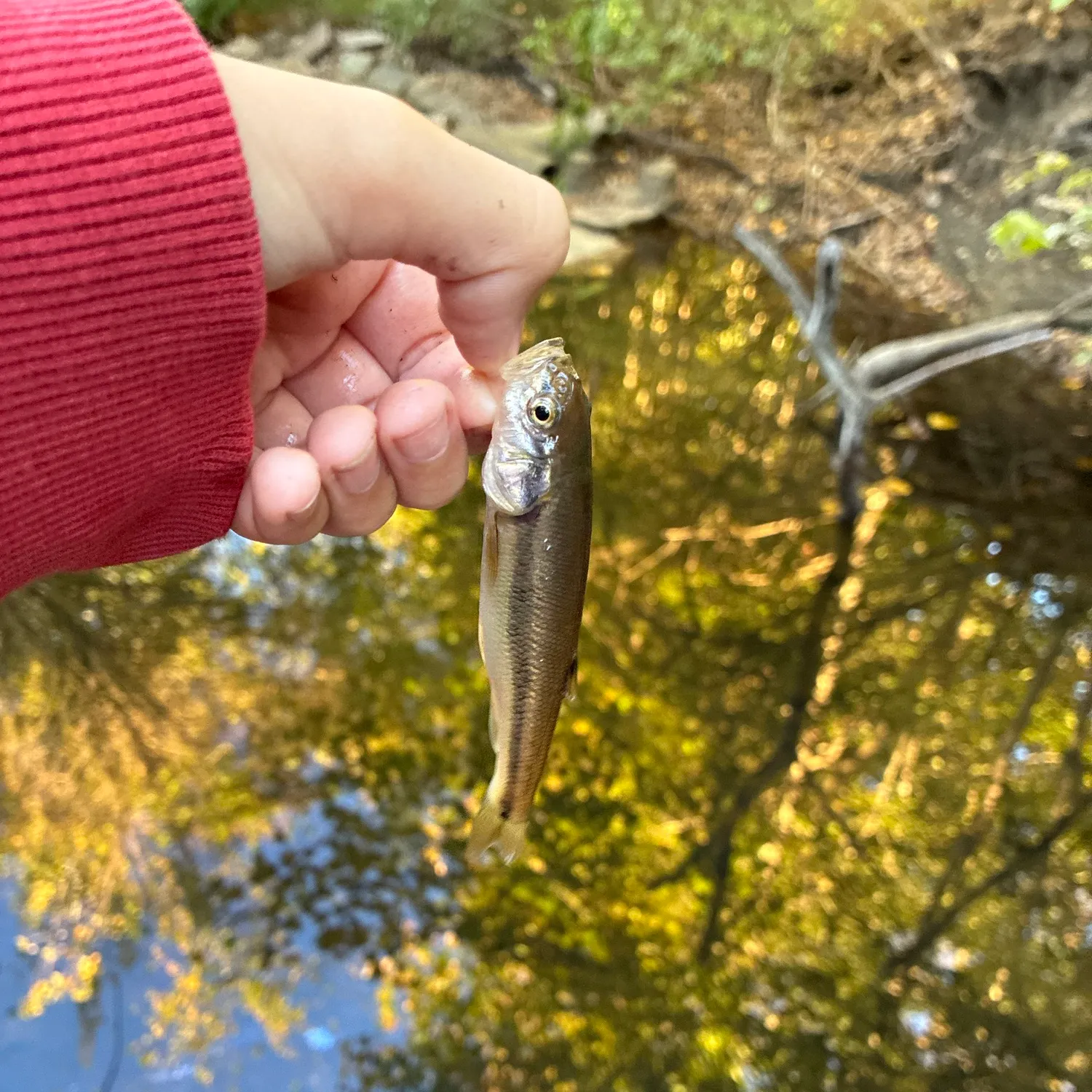 Creek chub caught on Fishbrain