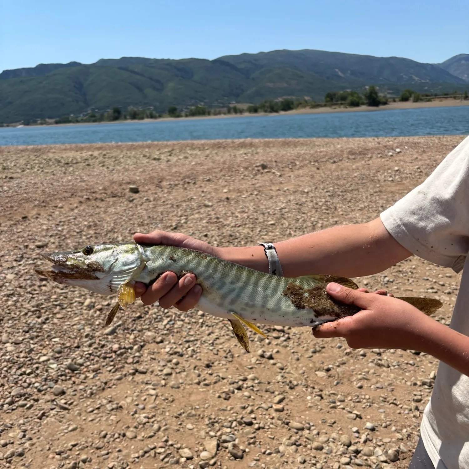 The most recent Tiger muskellunge catches on Fishbrain