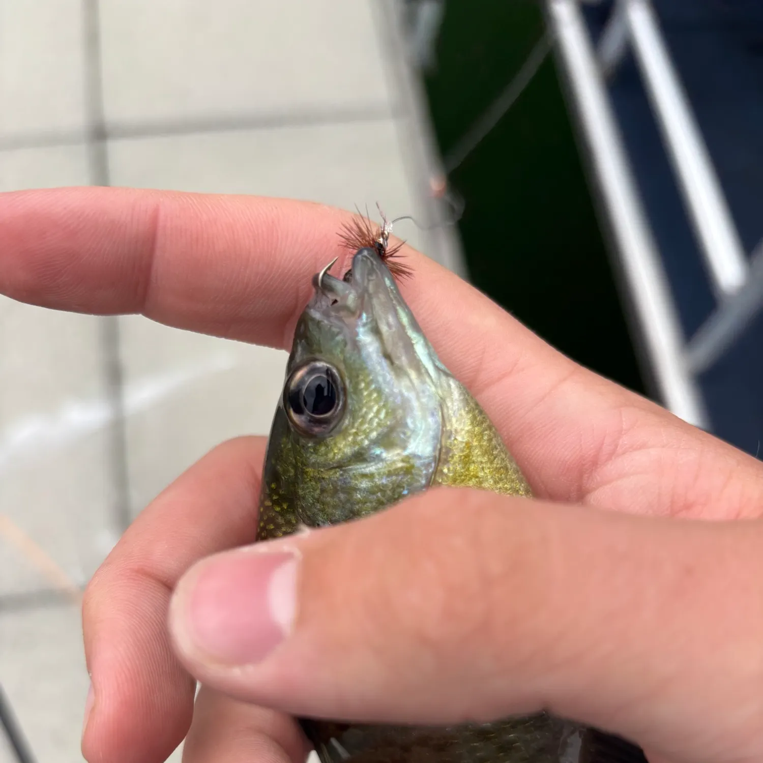 Bluegill caught on Fishbrain