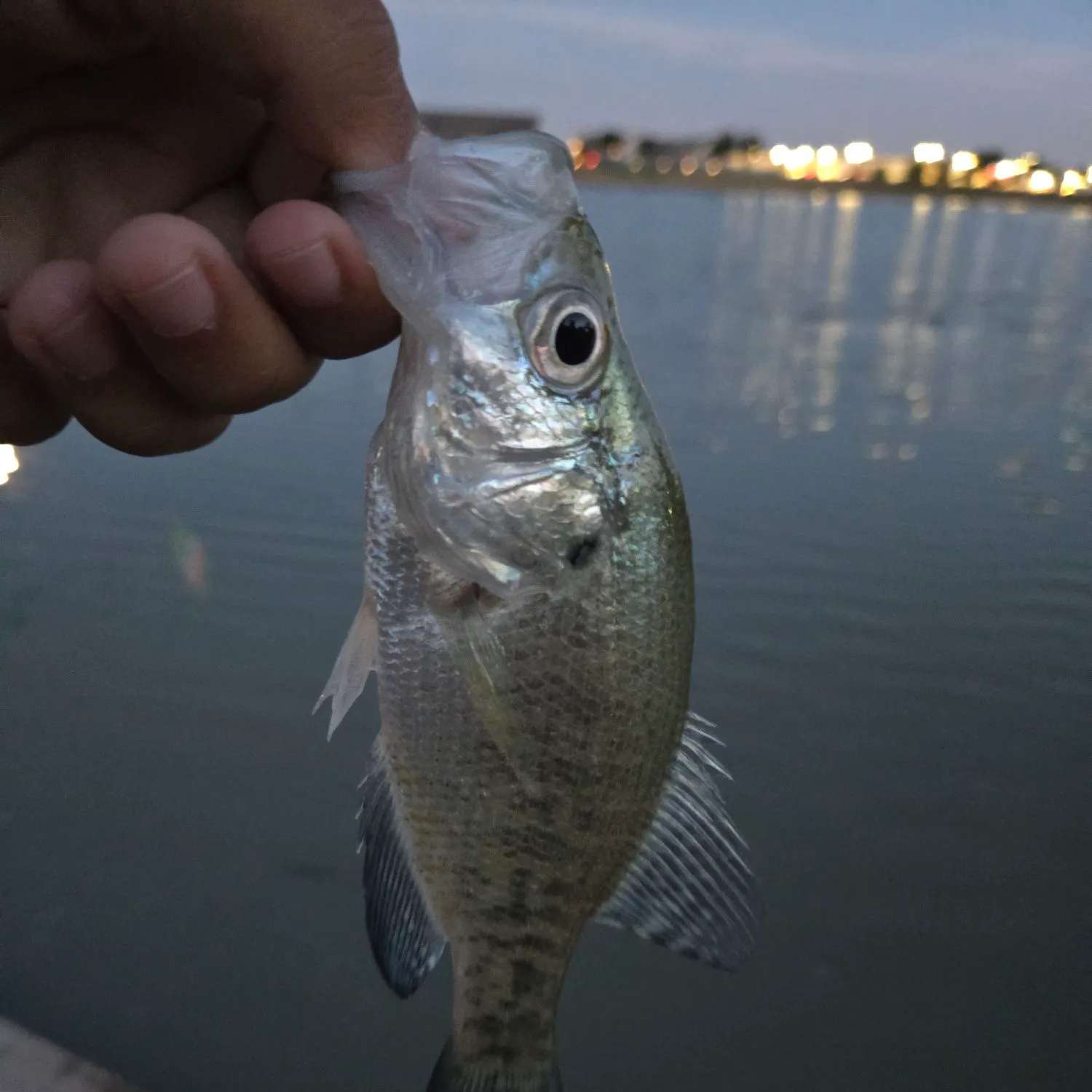 White crappie caught on Fishbrain