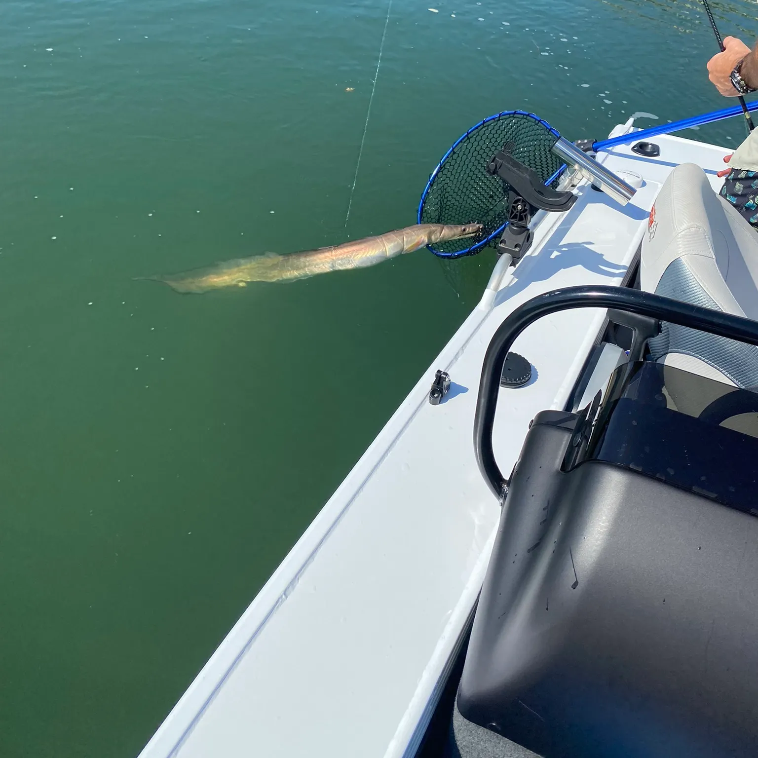 The most recent Common pike conger catches on Fishbrain