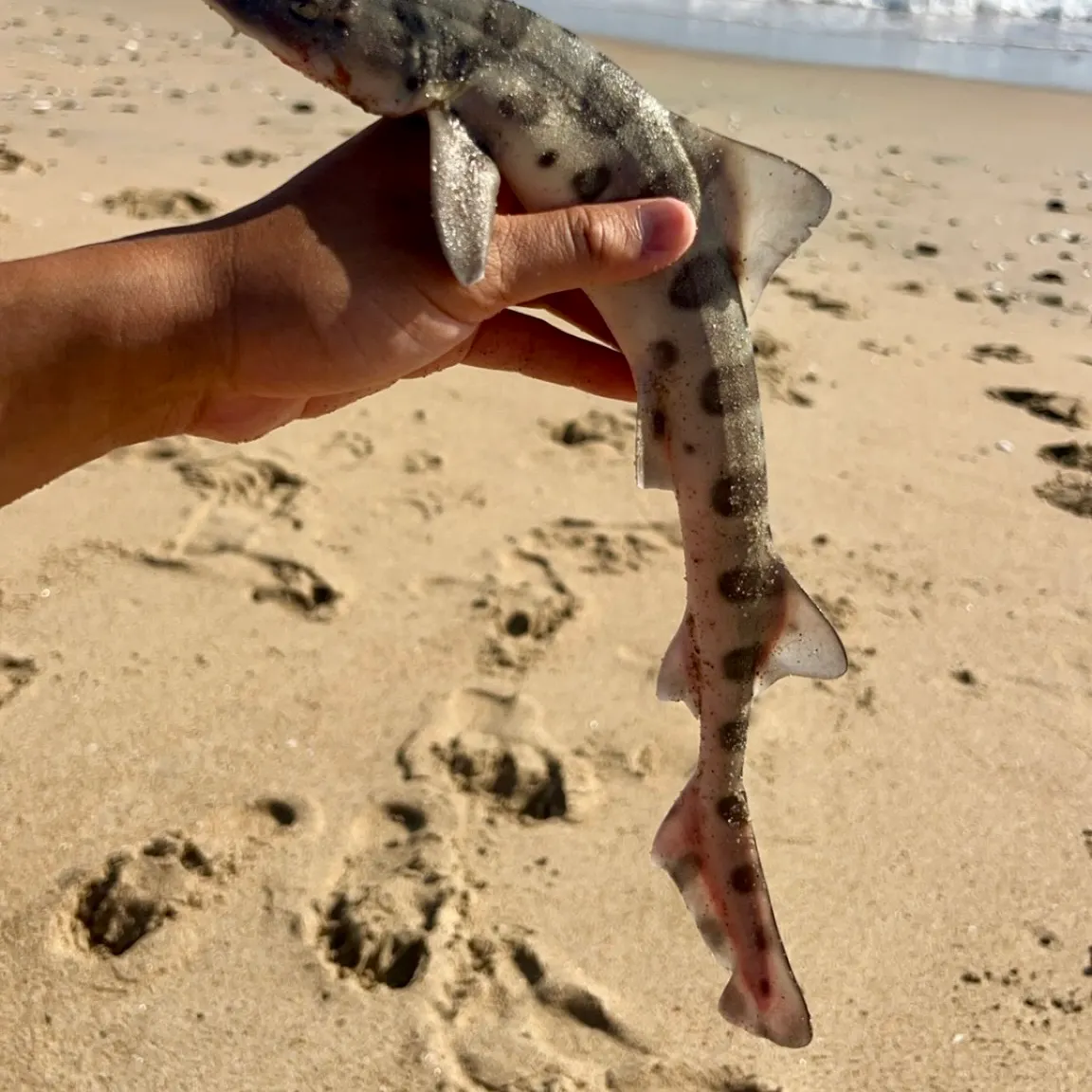 Leopard shark caught on Fishbrain