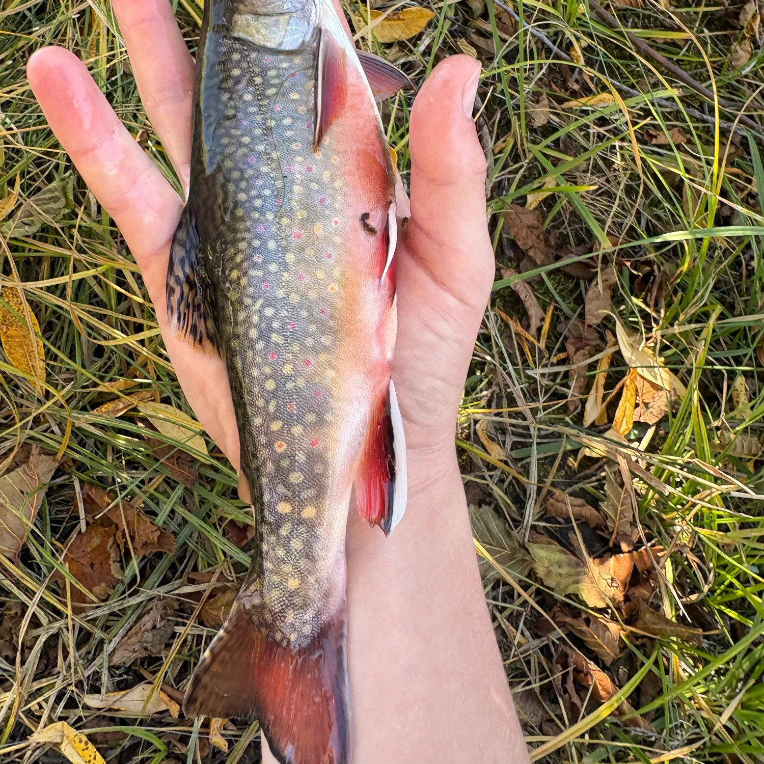 Brook trout caught on Fishbrain