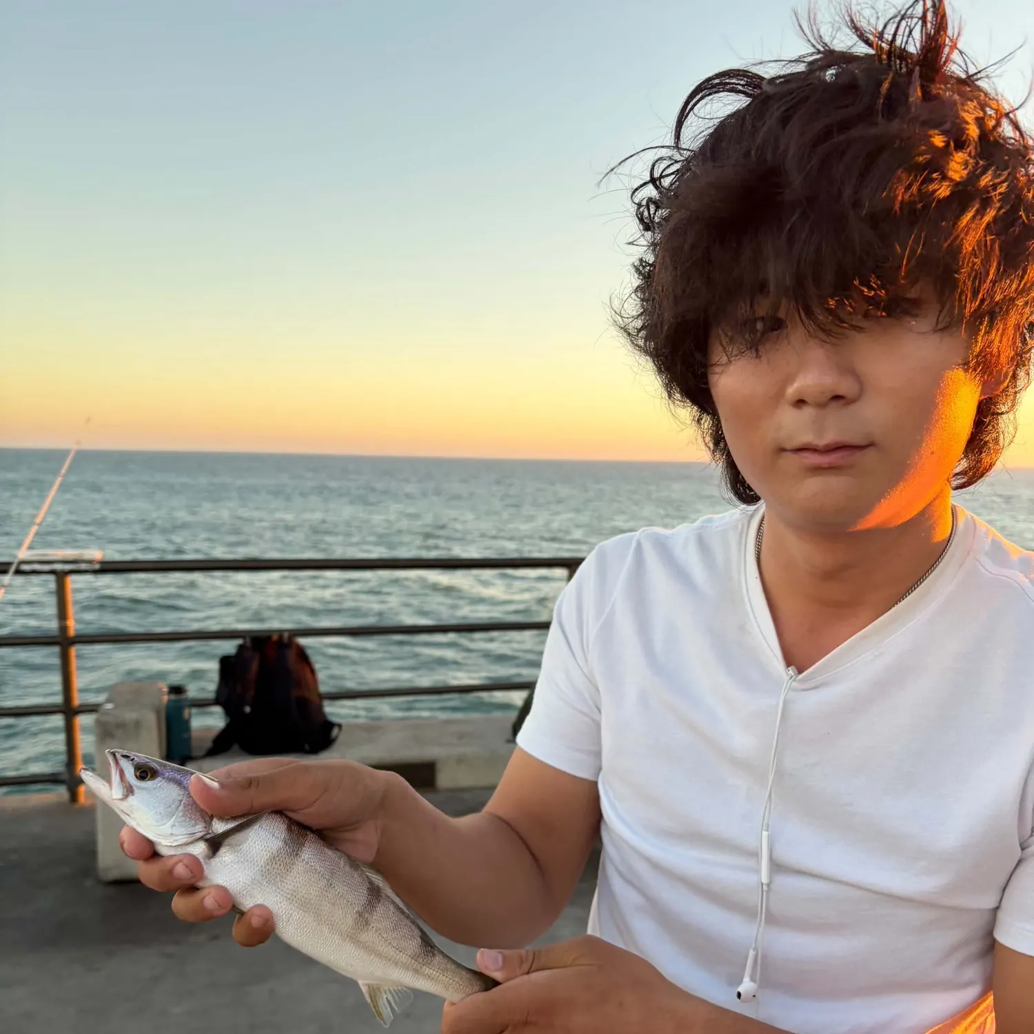 White seabass caught on Fishbrain