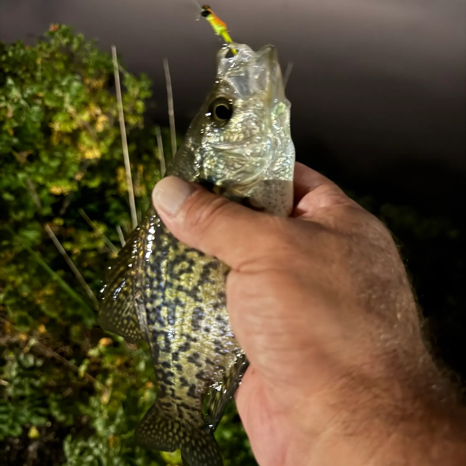 Black crappie caught on Fishbrain