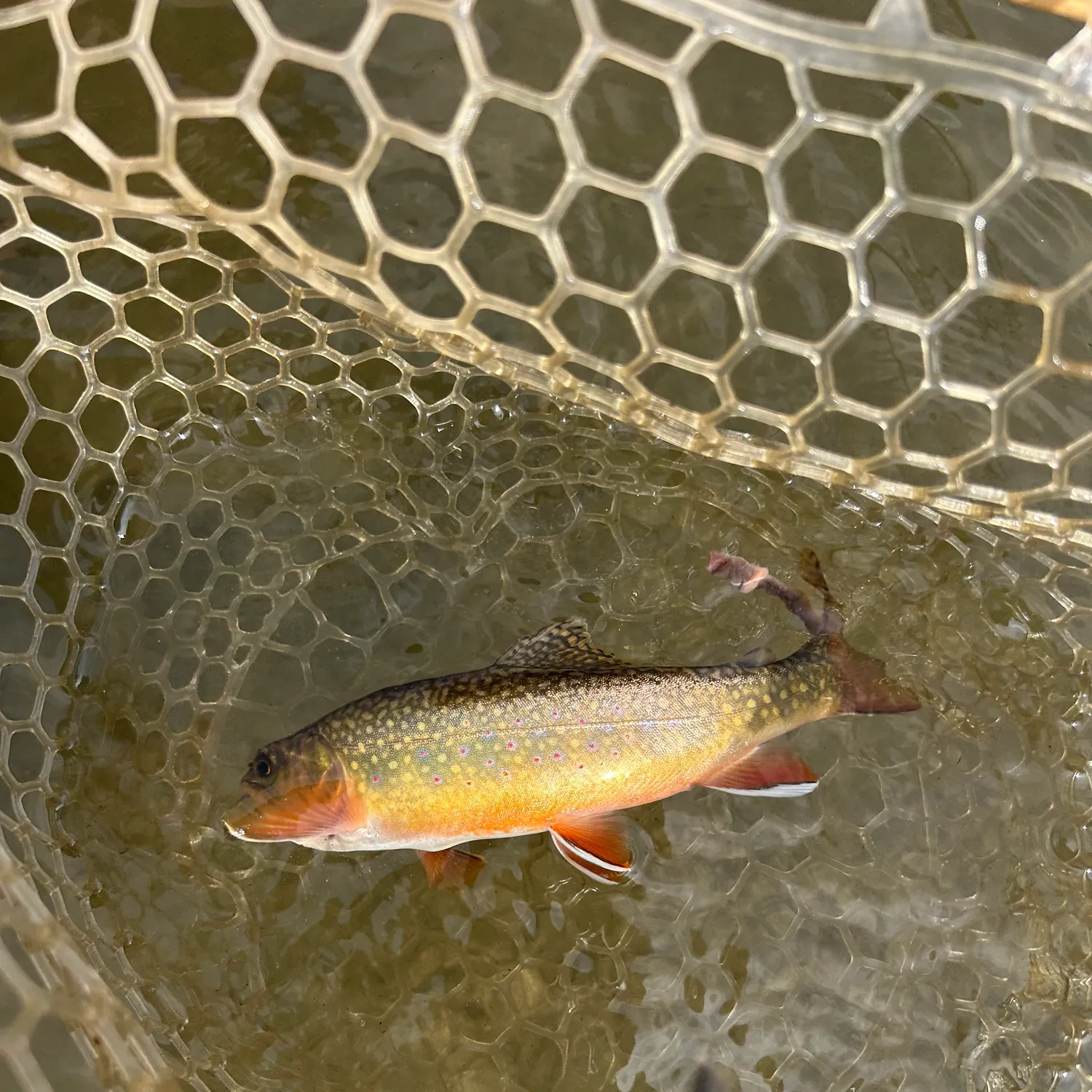 Brook trout caught on Fishbrain