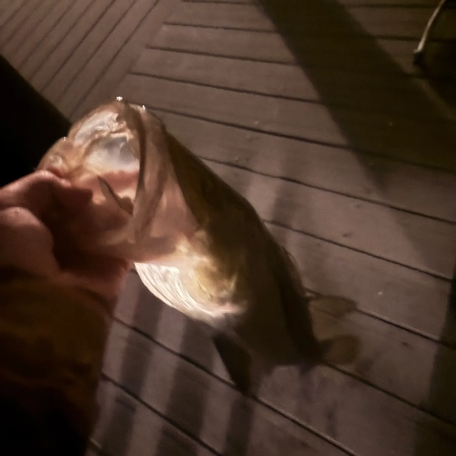 The most recent Common snook catches on Fishbrain