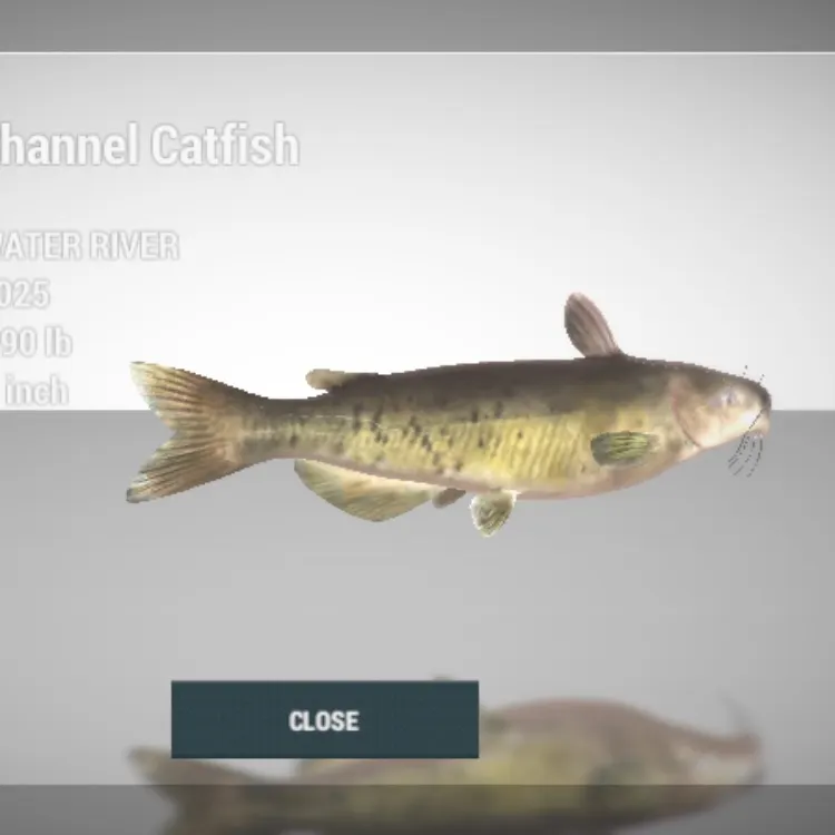 angler catch
