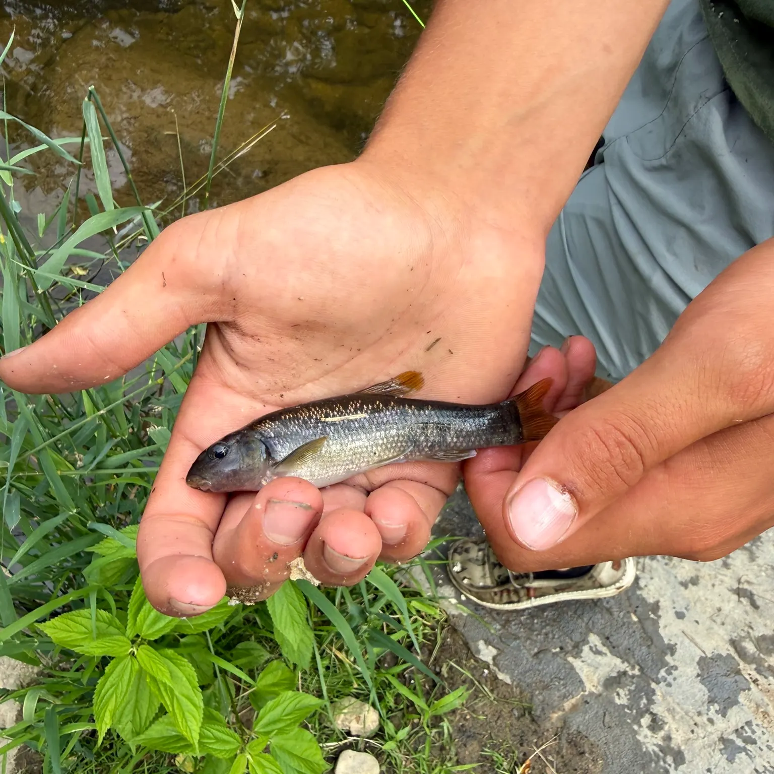 The most recent Cutlips minnow catches on Fishbrain