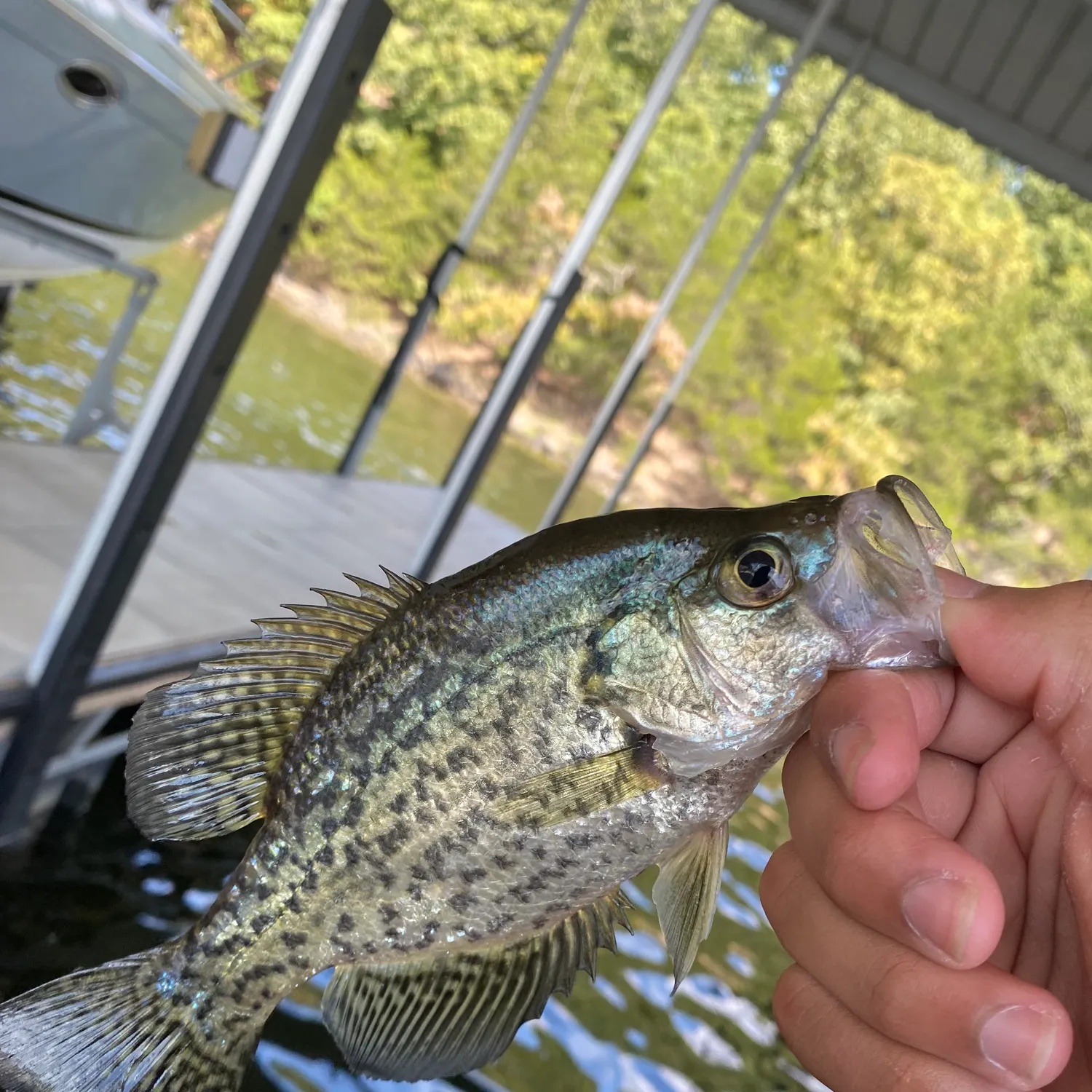 Black crappie caught on Fishbrain