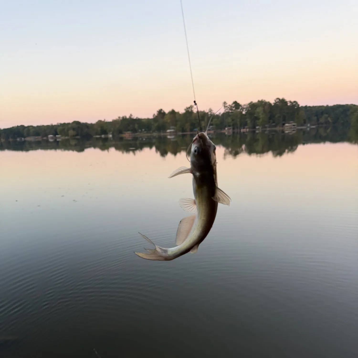 Channel catfish caught on Fishbrain