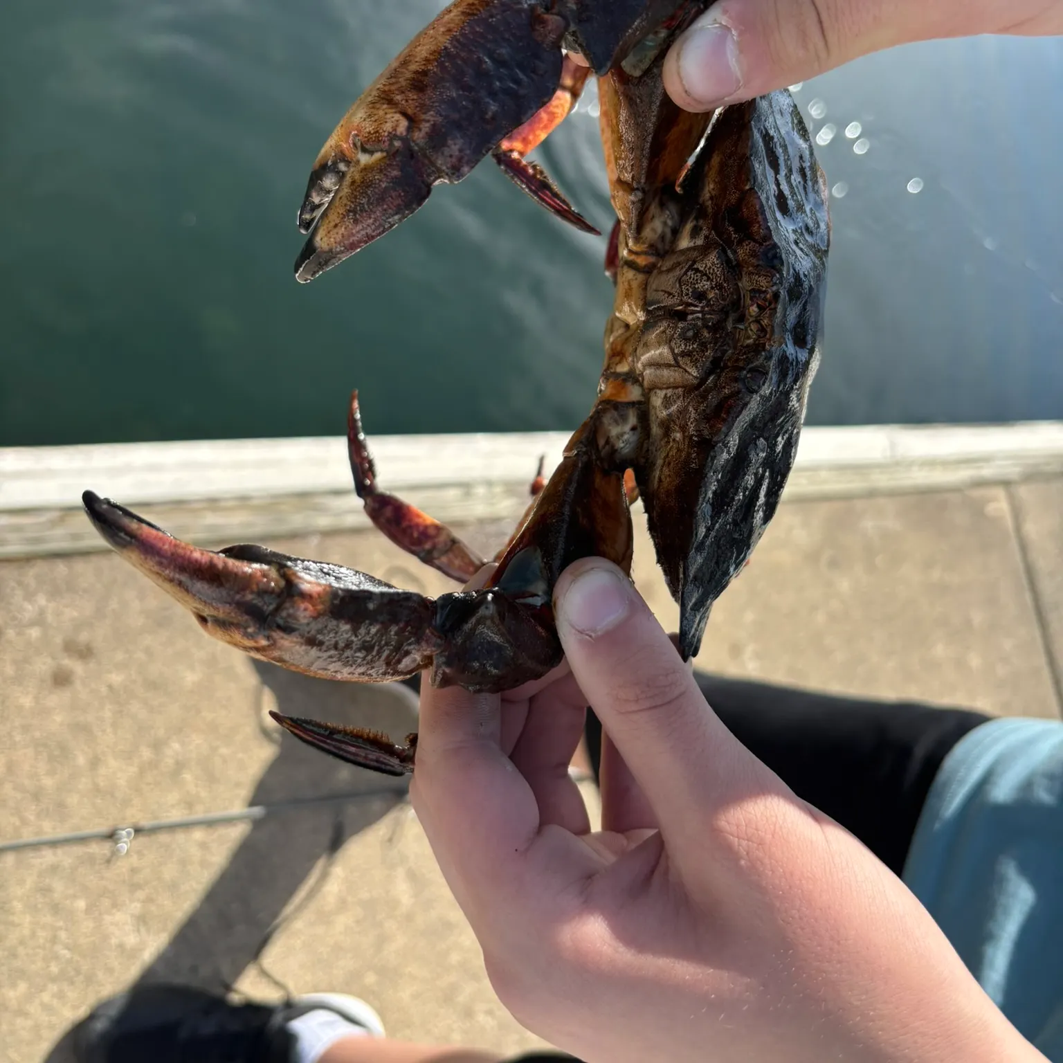 The most recent Red rock crab catches on Fishbrain