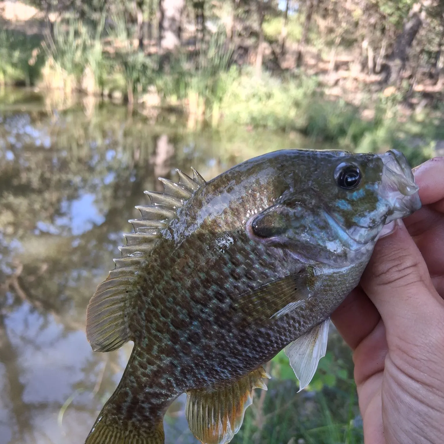 Greengill hybrid caught on Fishbrain