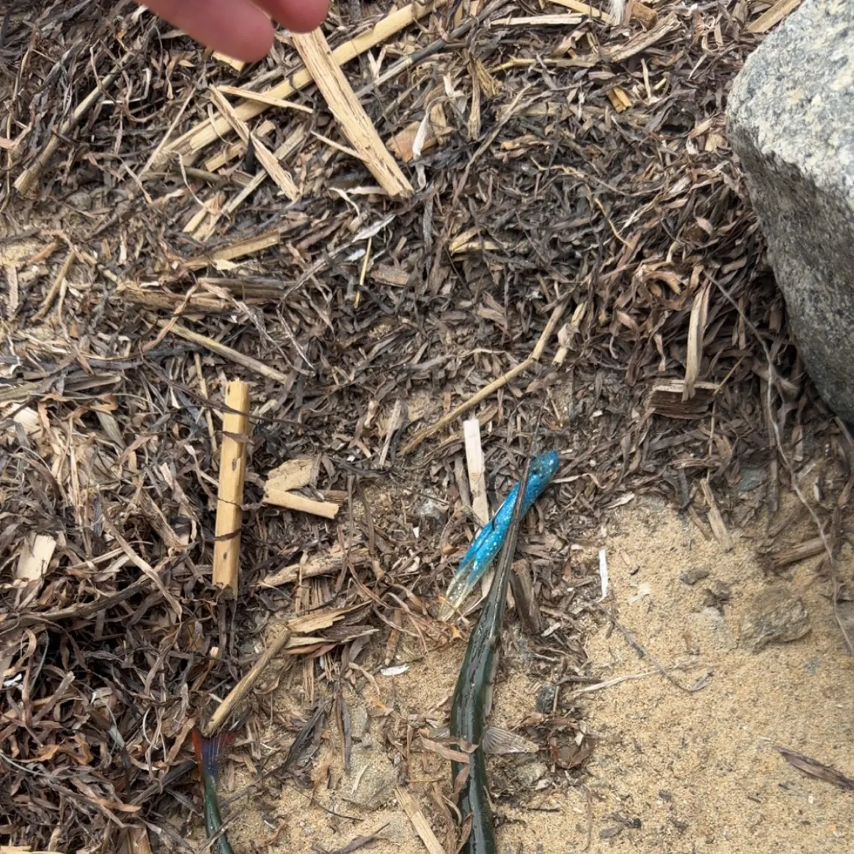 The most recent California needlefish catches on Fishbrain