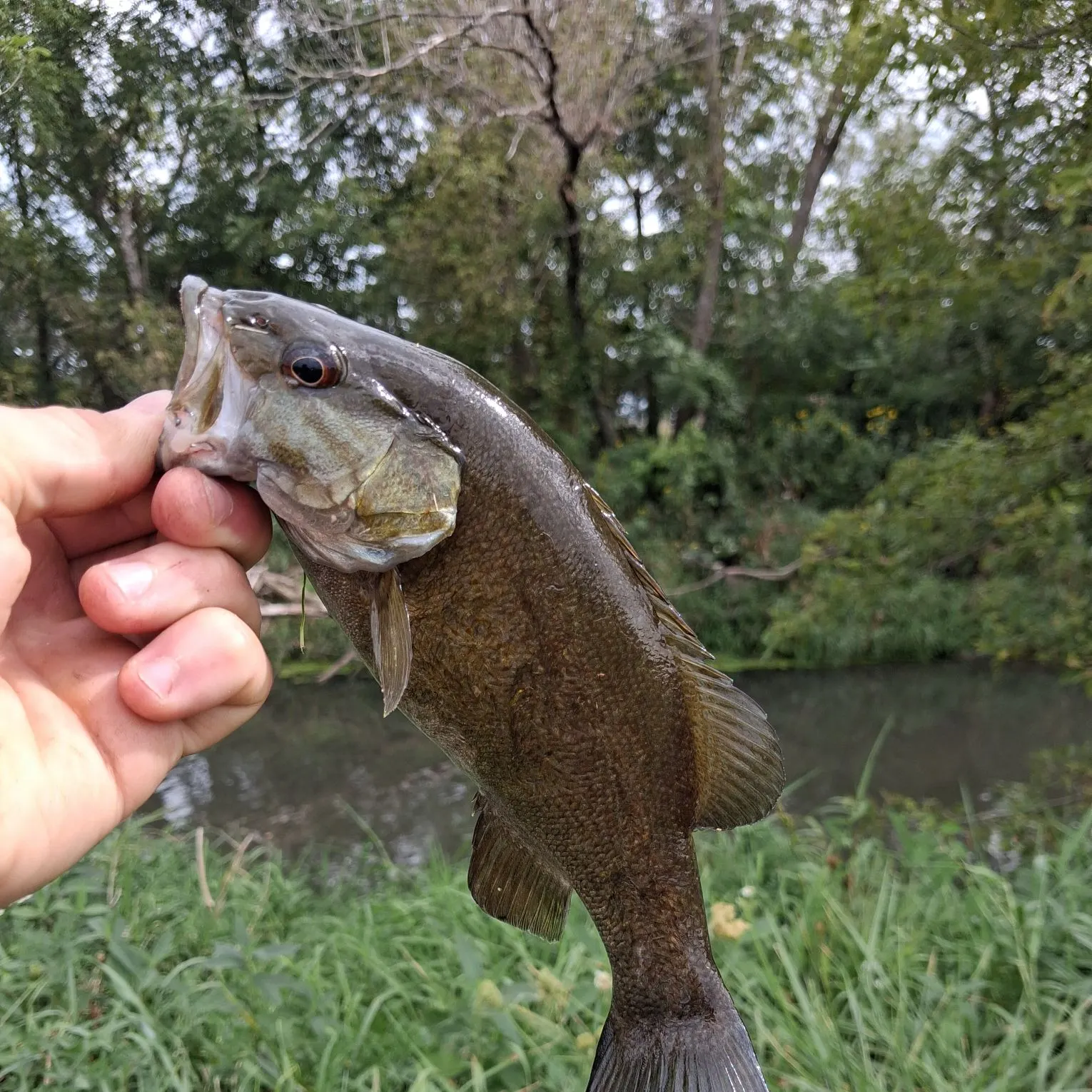 Smallmouth bass caught on Fishbrain